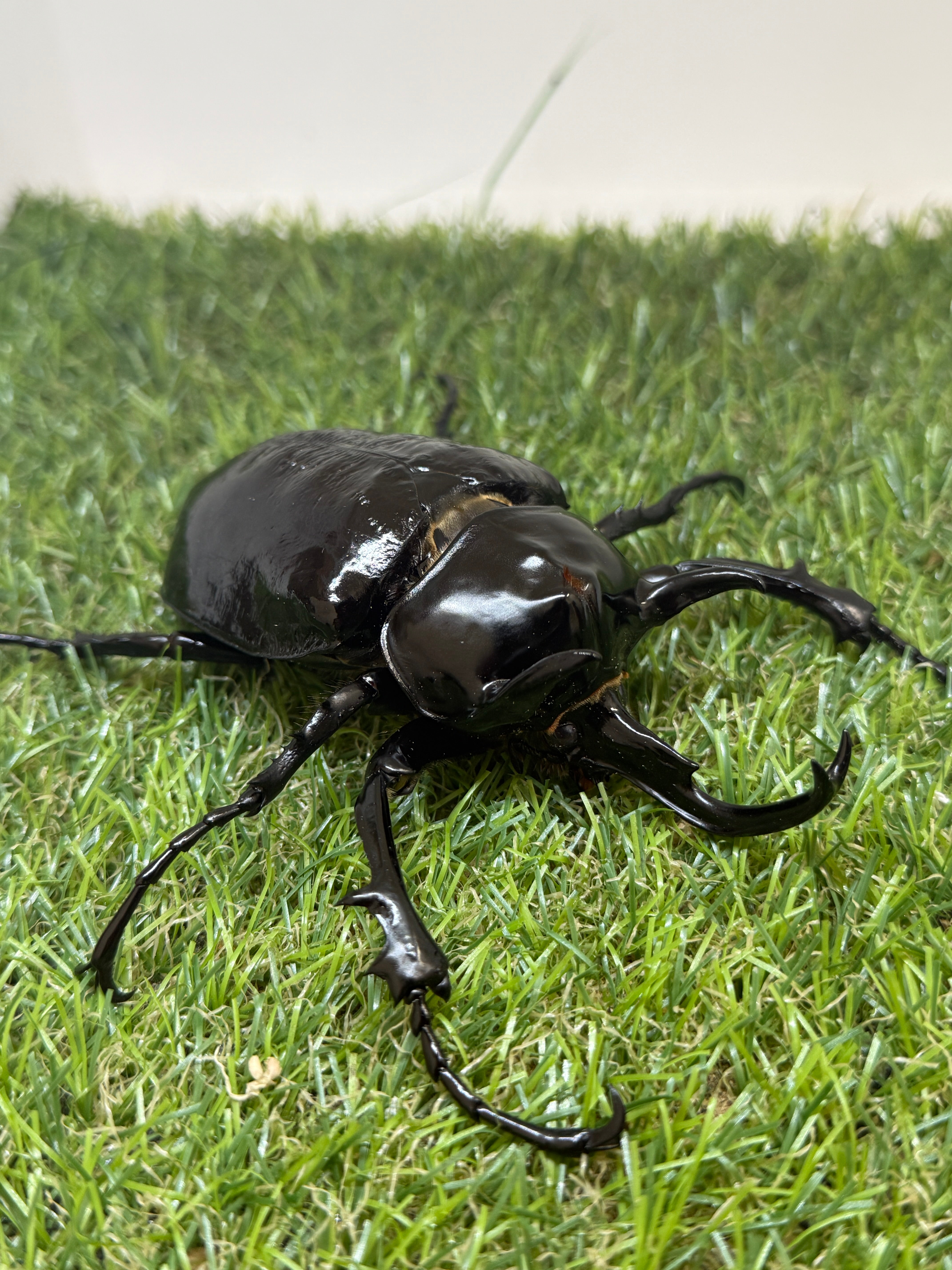 マルスゾウカブト ♂106mm単品 – 昆虫ショップNexus
