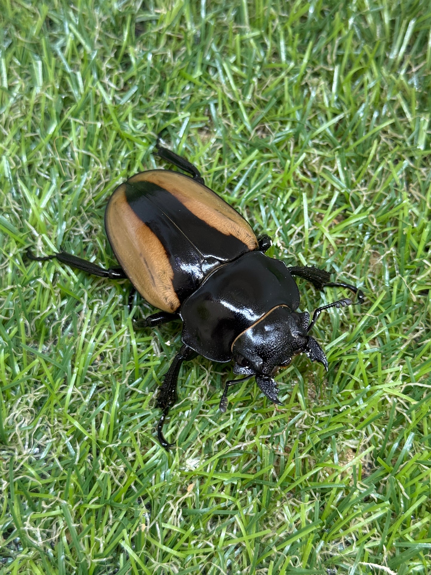 ブルマイスターツヤクワガタ　♂80.9mm成虫ペア