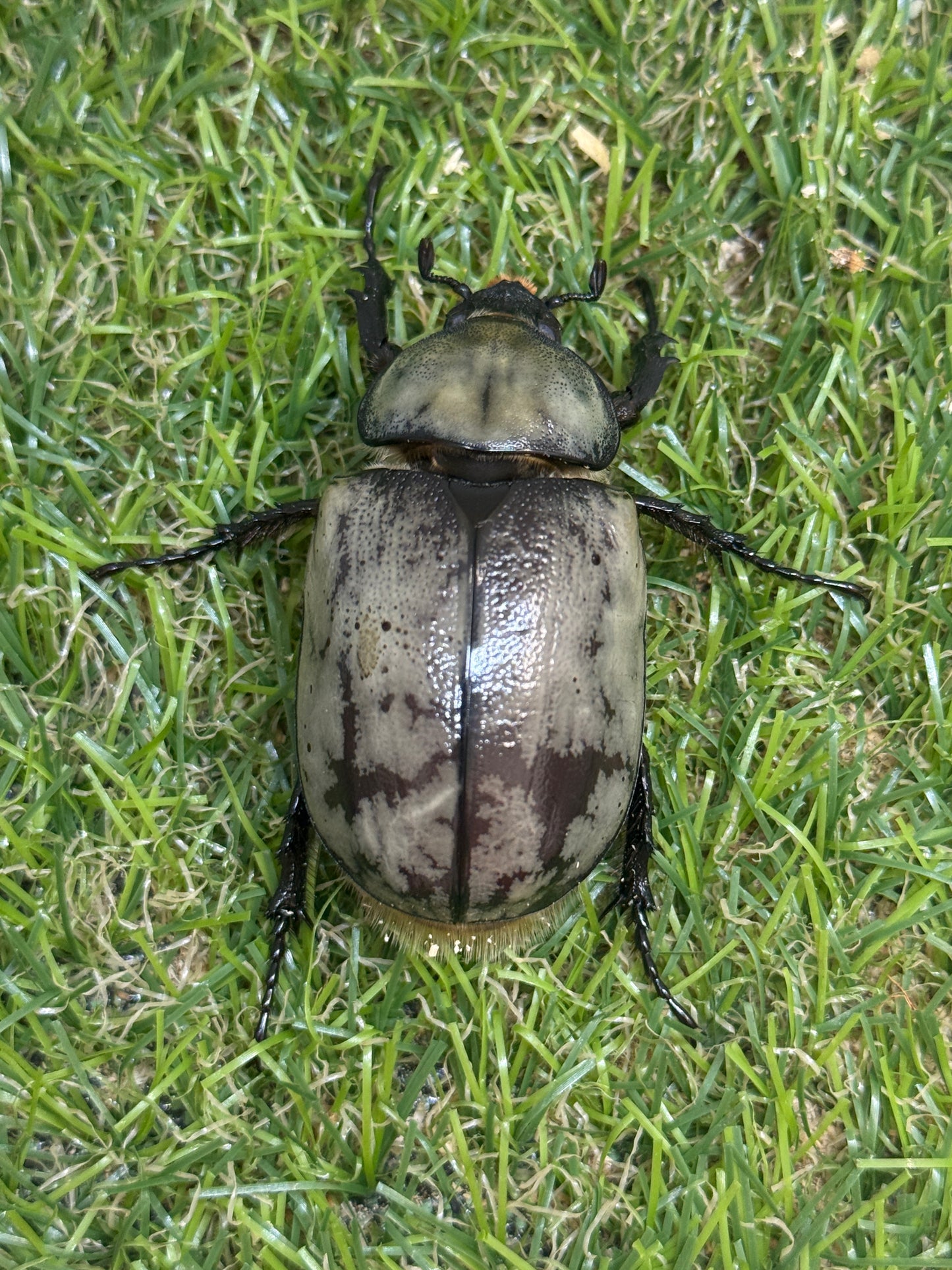 グラントシロカブト　♂72mm成虫ペア