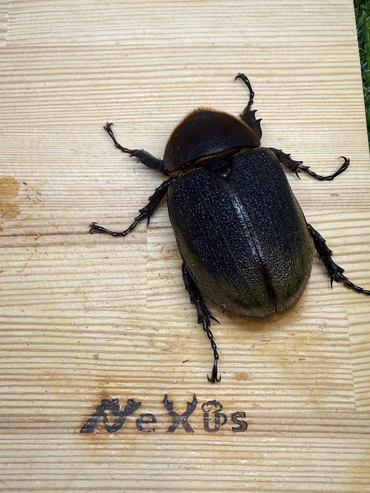 DH・ヘラクレス(大型血統)　♀65mm単品