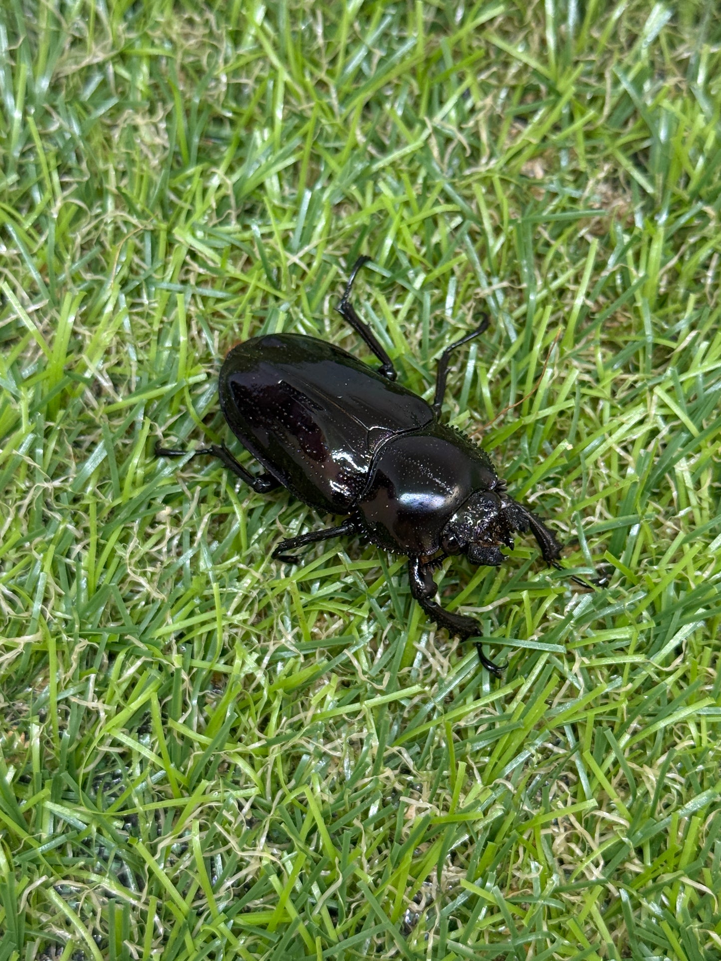 ニジイロクワガタ(紫紺系)　♂59.5mm成虫ペア