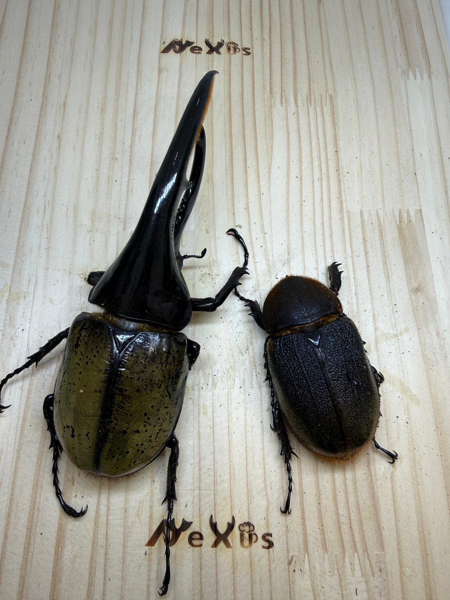 DH･ヘラクレス　♂154mm成虫ペア
