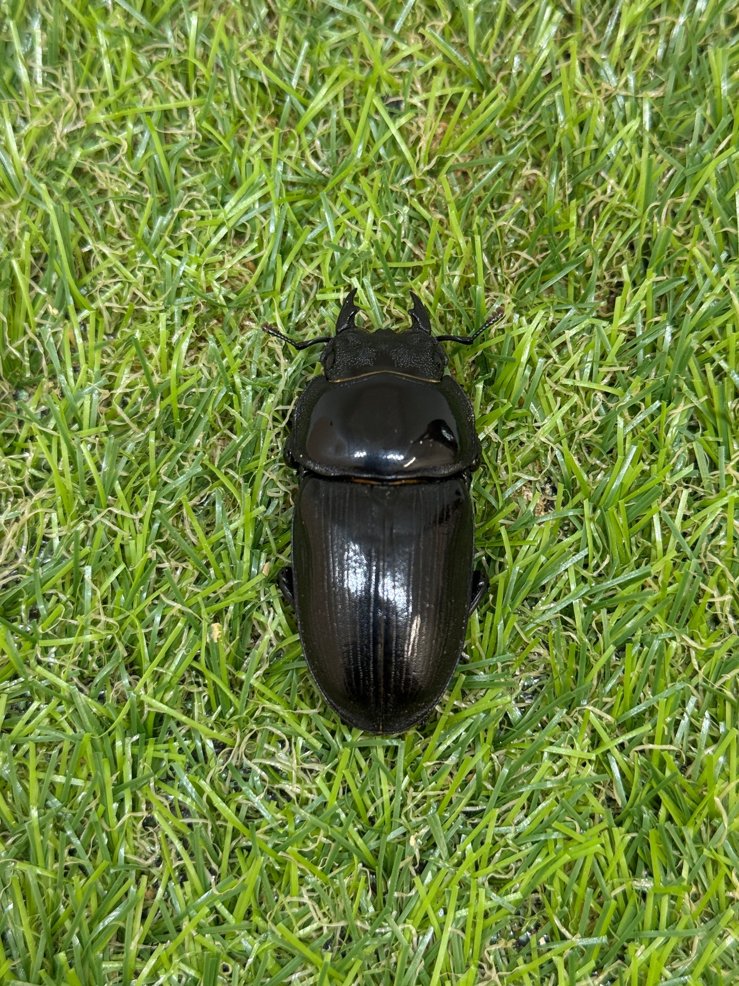 オオクワガタ　奈良輪川西　♂77.8mm成虫ペア
