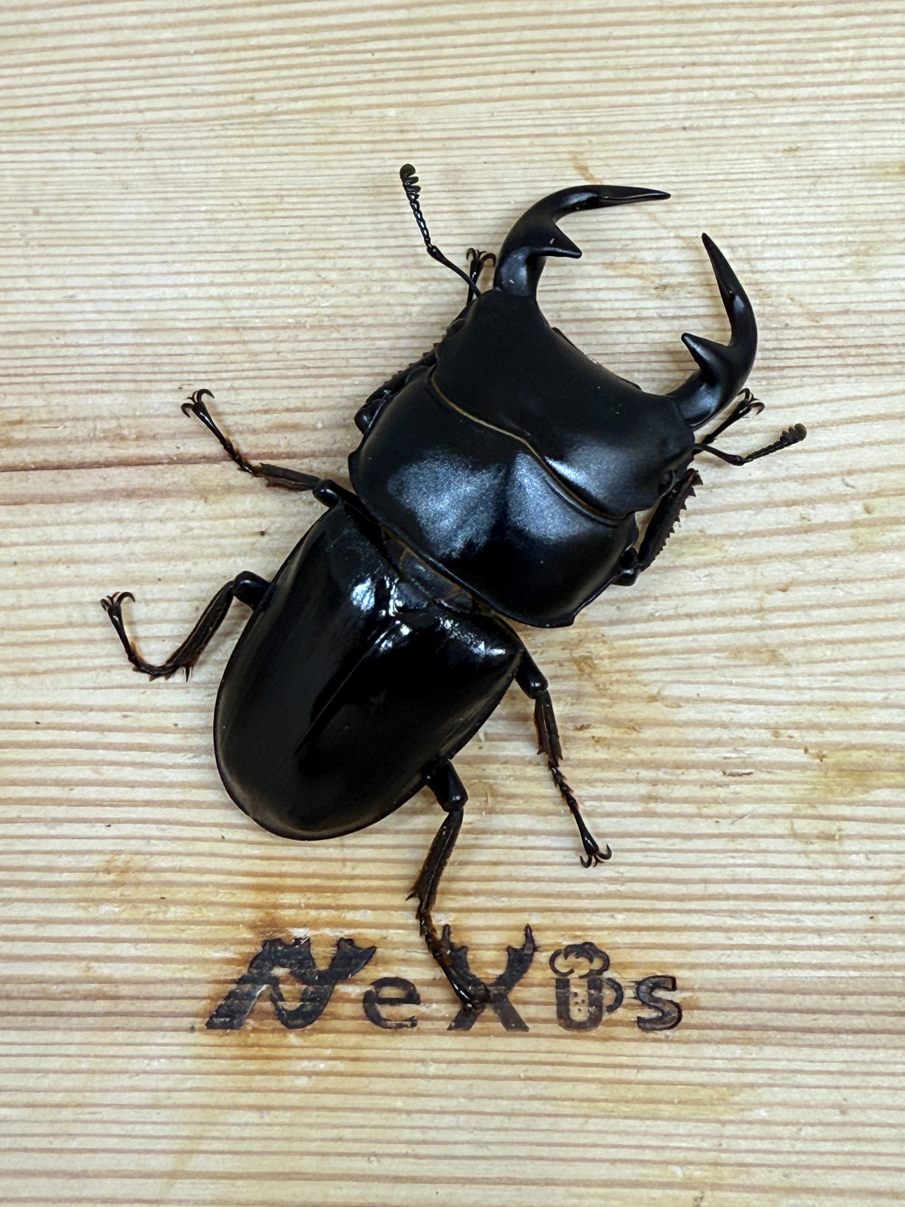 グランディスオオクワガタ ♂72mm単品 – 昆虫ショップNexus