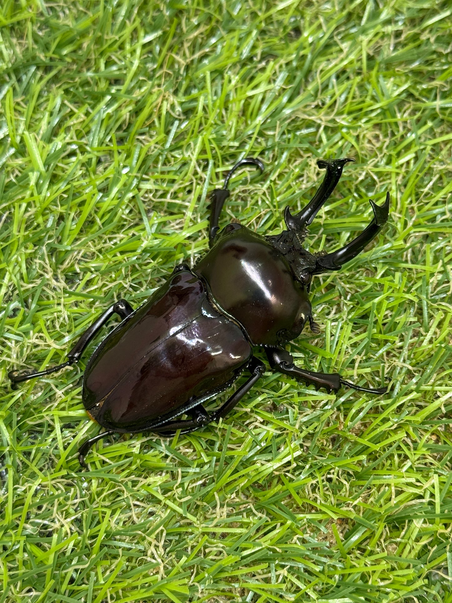 ニジイロクワガタ(紫紺系)　♂59.5mm成虫ペア