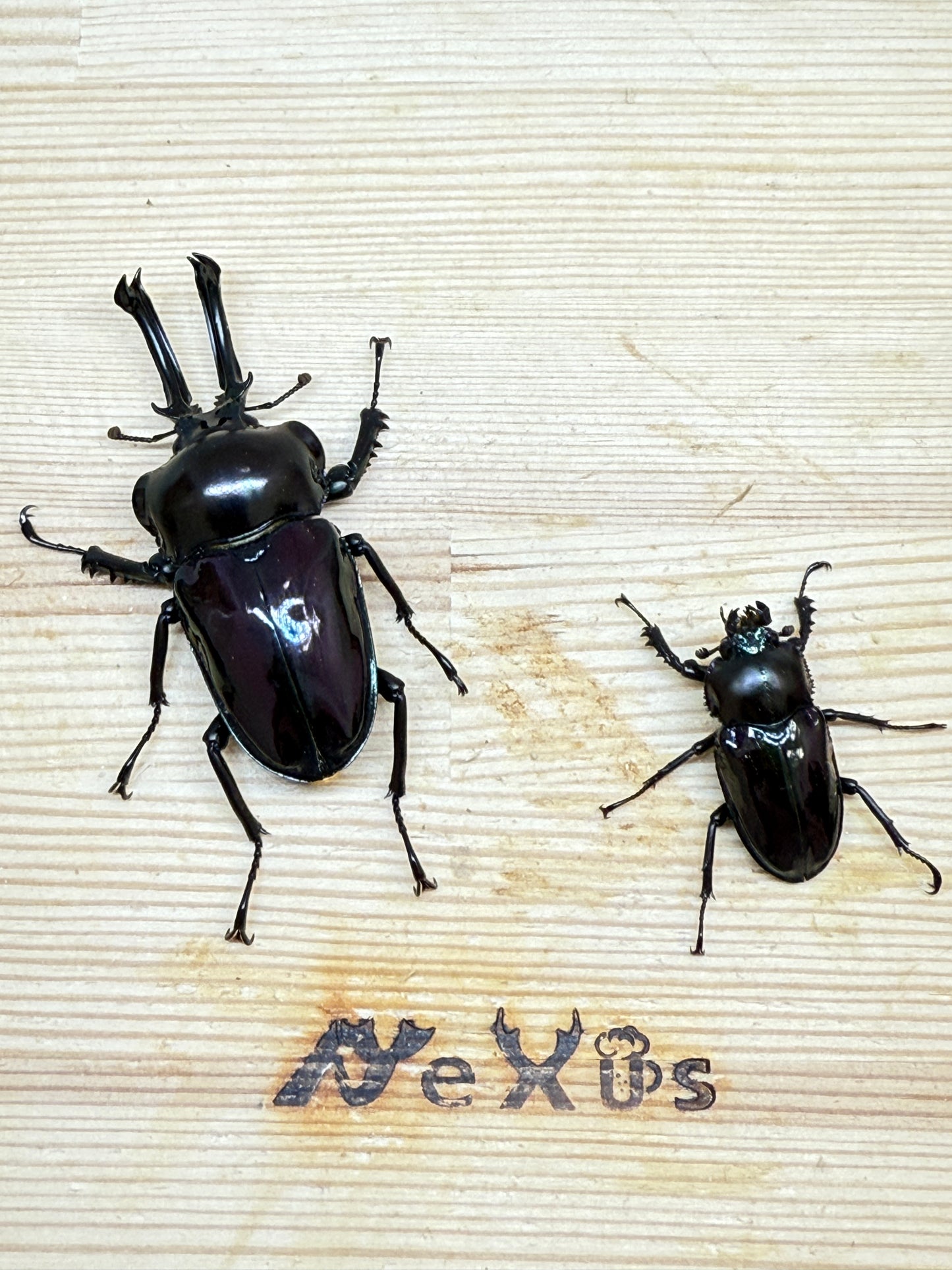 ニジイロクワガタ(紫紺血統)　♂59.6mm成虫ペア