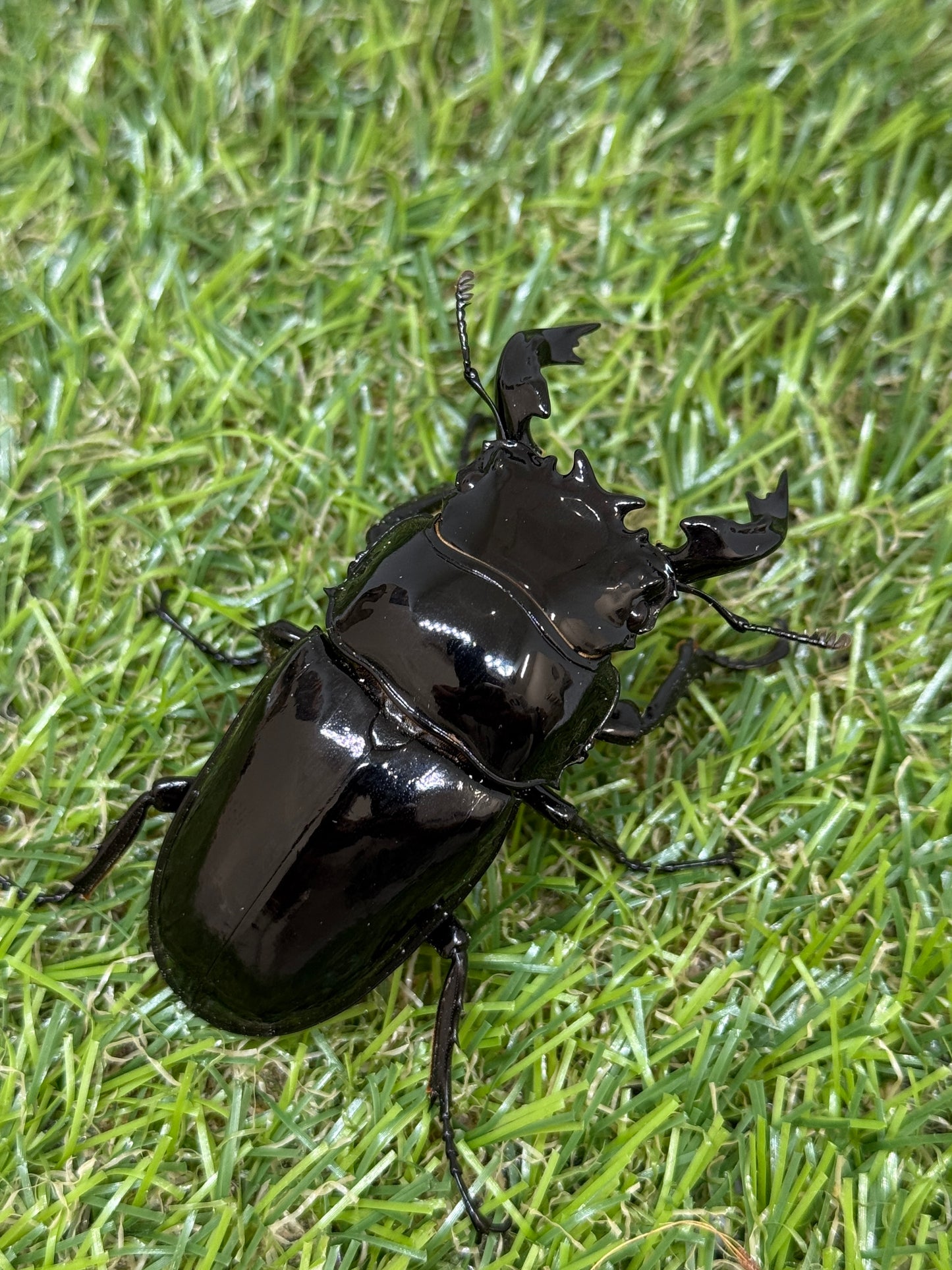 タランドゥスオオツヤクワガタ　♂65mm成虫ペア