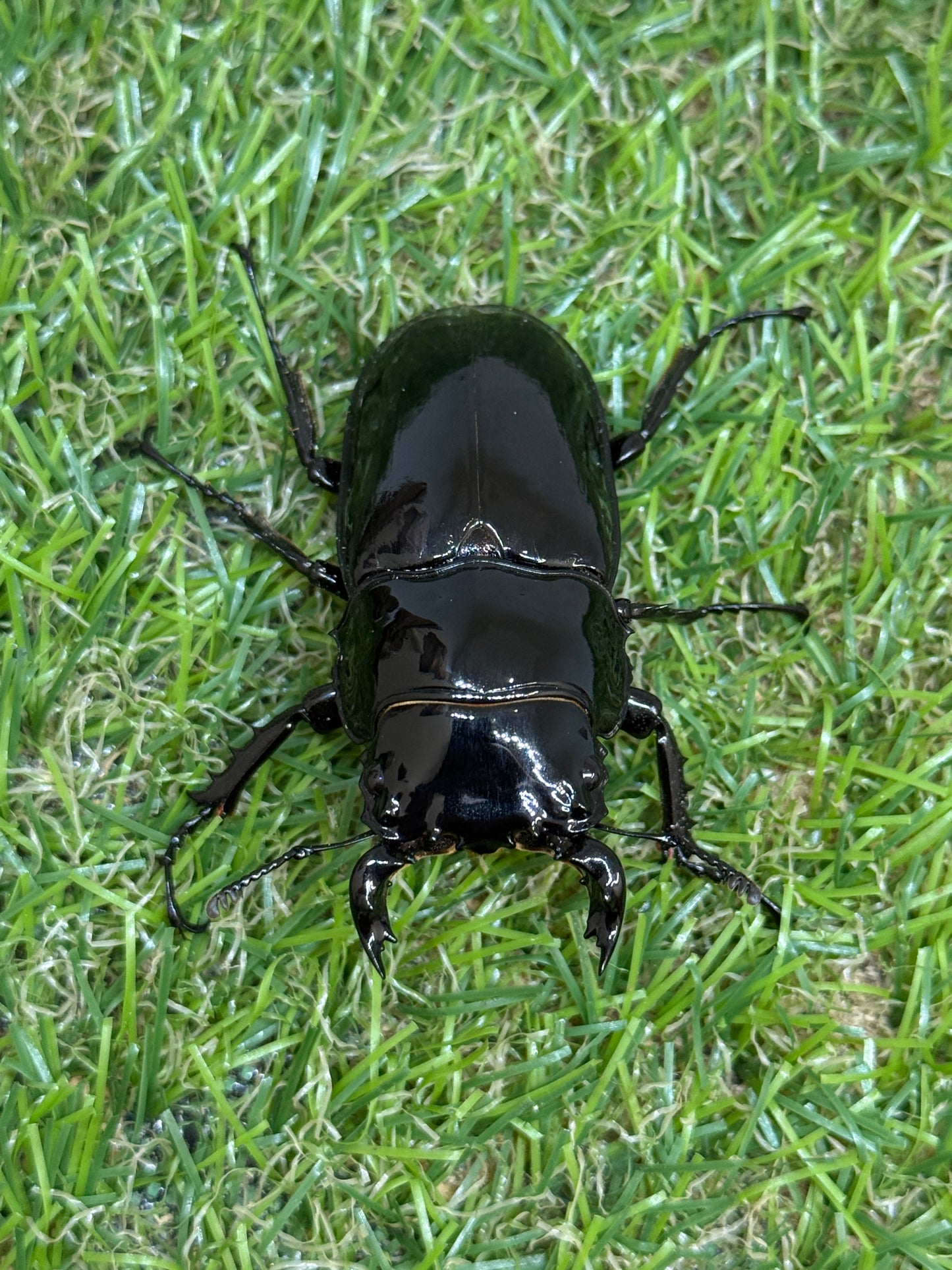 タランドゥスオオツヤクワガタ　♂55mm成虫ペア