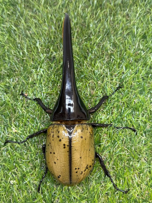 DH･ヘラクレス　♂152mm成虫ペア