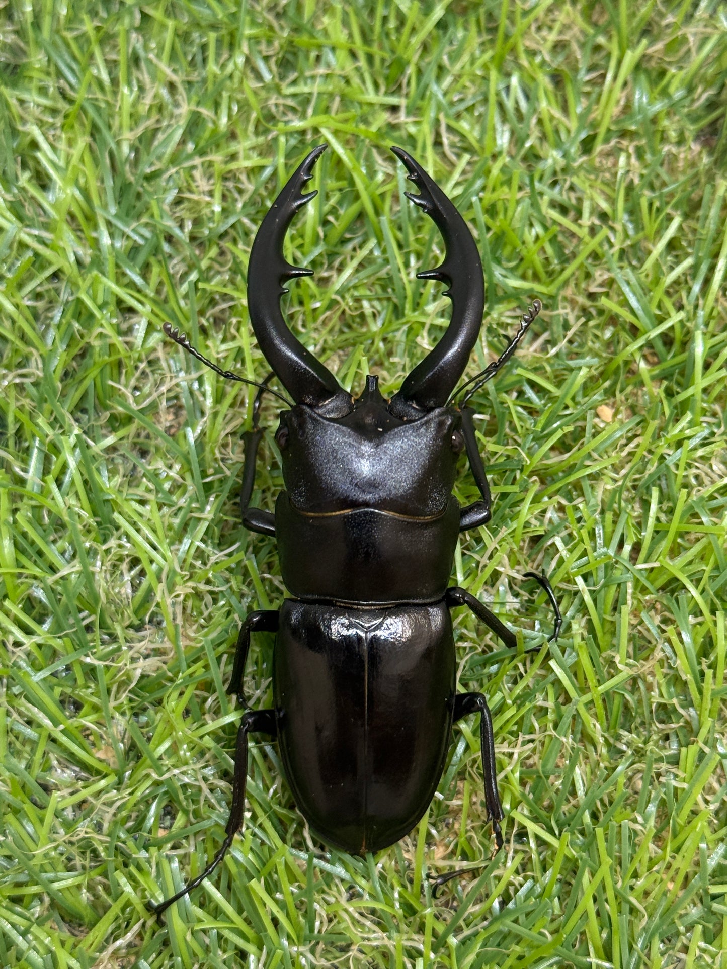 アマミノコギリクワガタ ♂66mm成虫ペア
