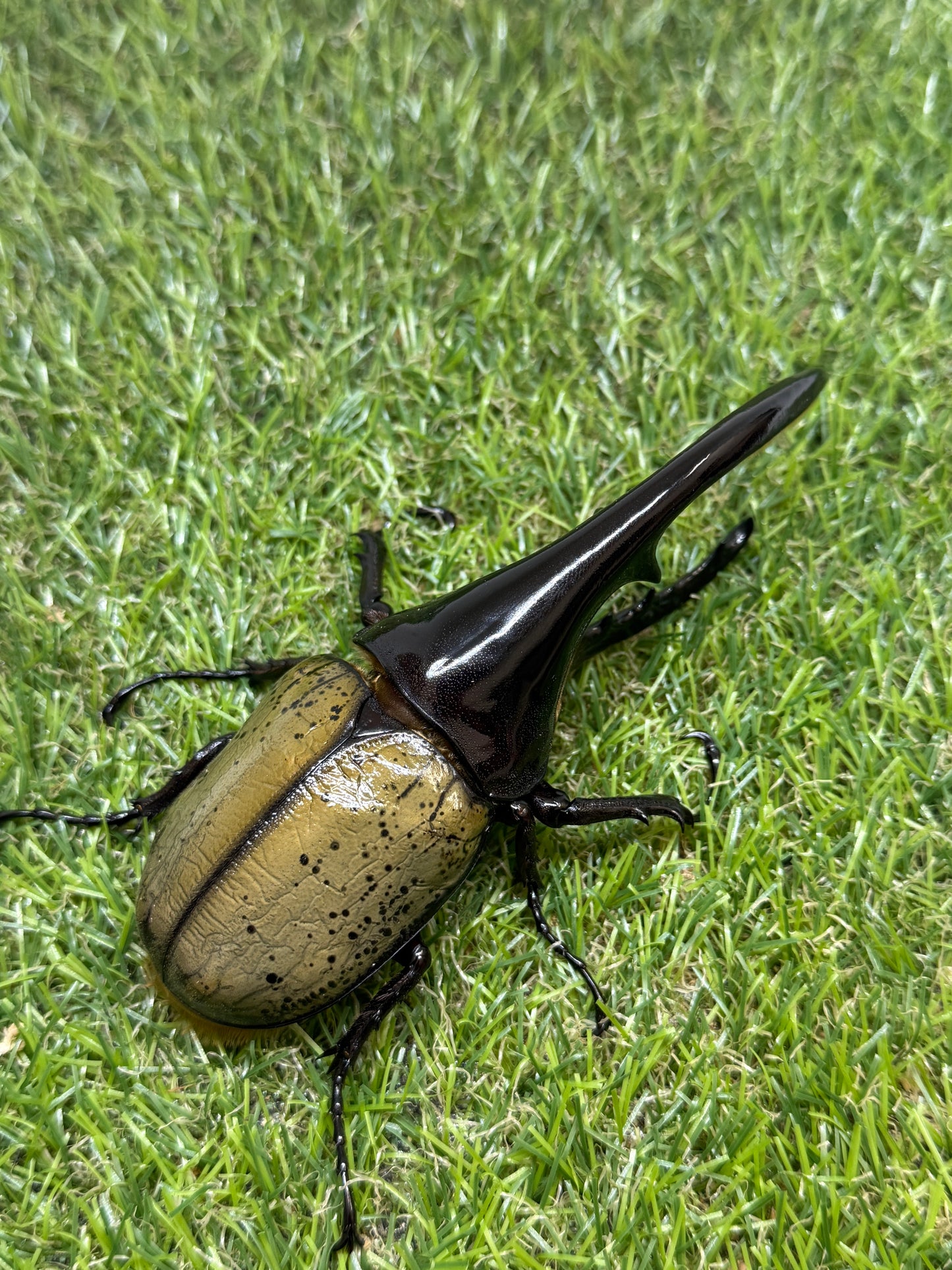 DH･ヘラクレス　♂128mm単品