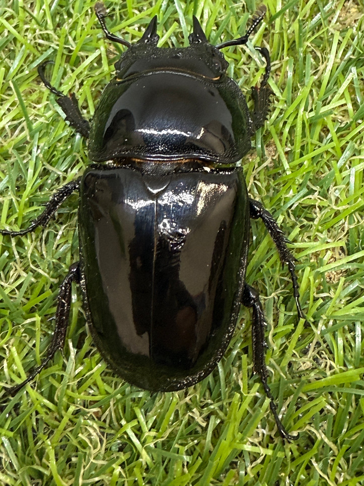 タランドゥスオオツヤクワガタ　♂78mm成虫ペア
