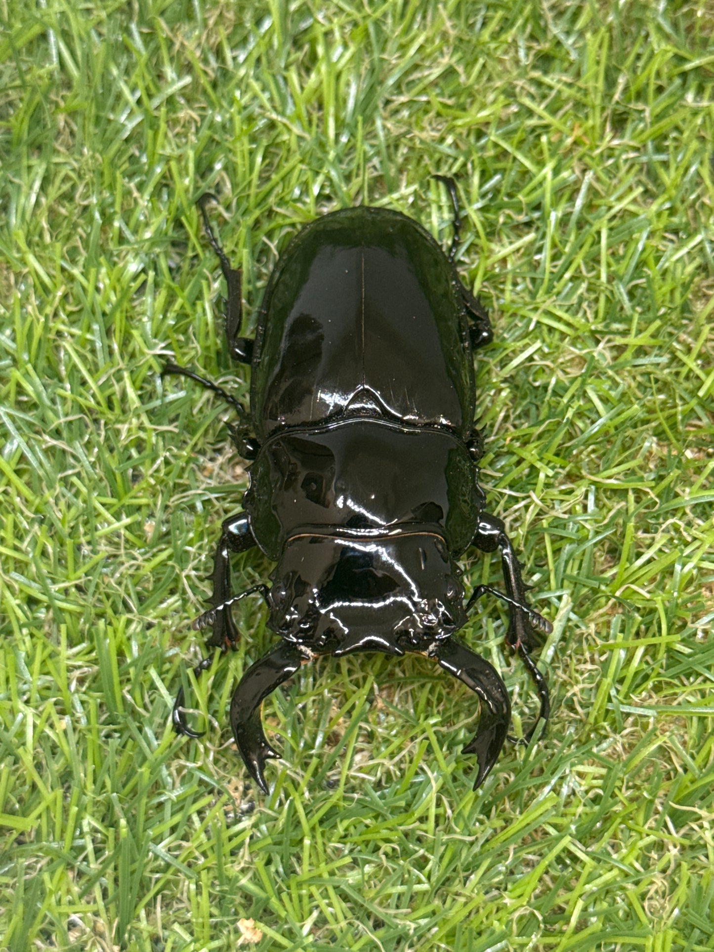 タランドゥスオオツヤクワガタ　♂72mm単品