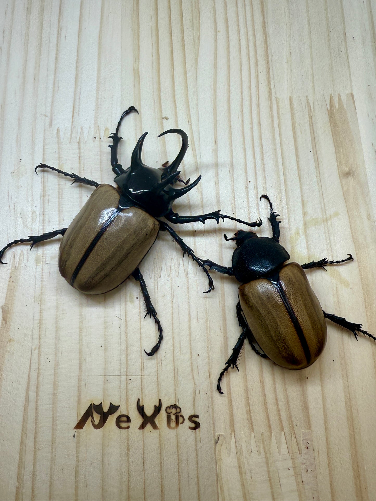 ゴホンヅノカブトWD　♂77.5mm成虫ペア