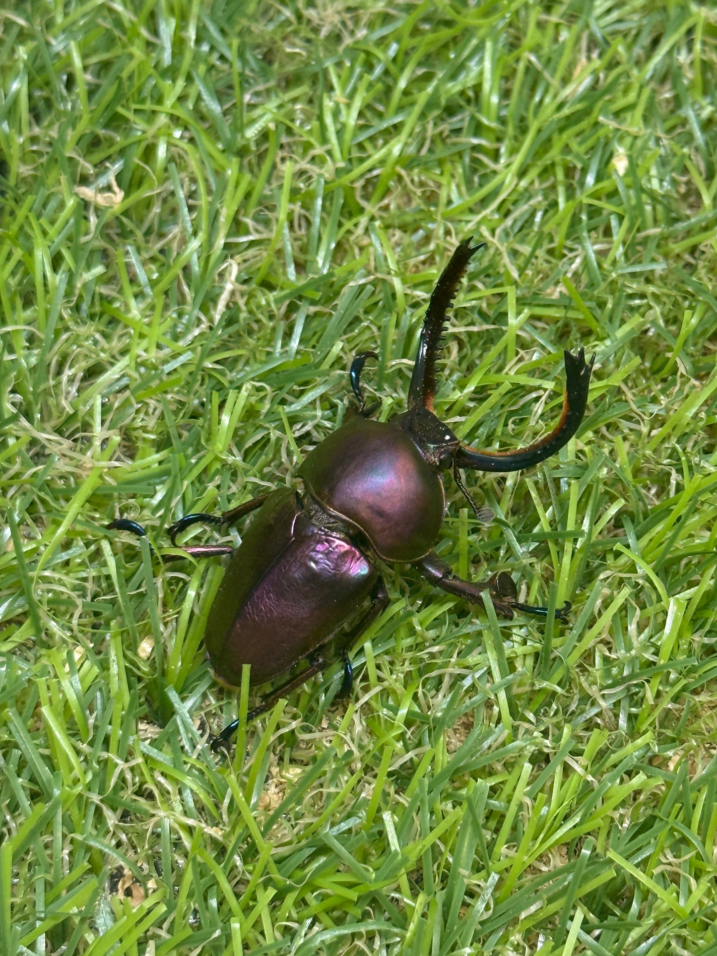 パプアキンイロクワガタ　♂39.5mm成虫ペア