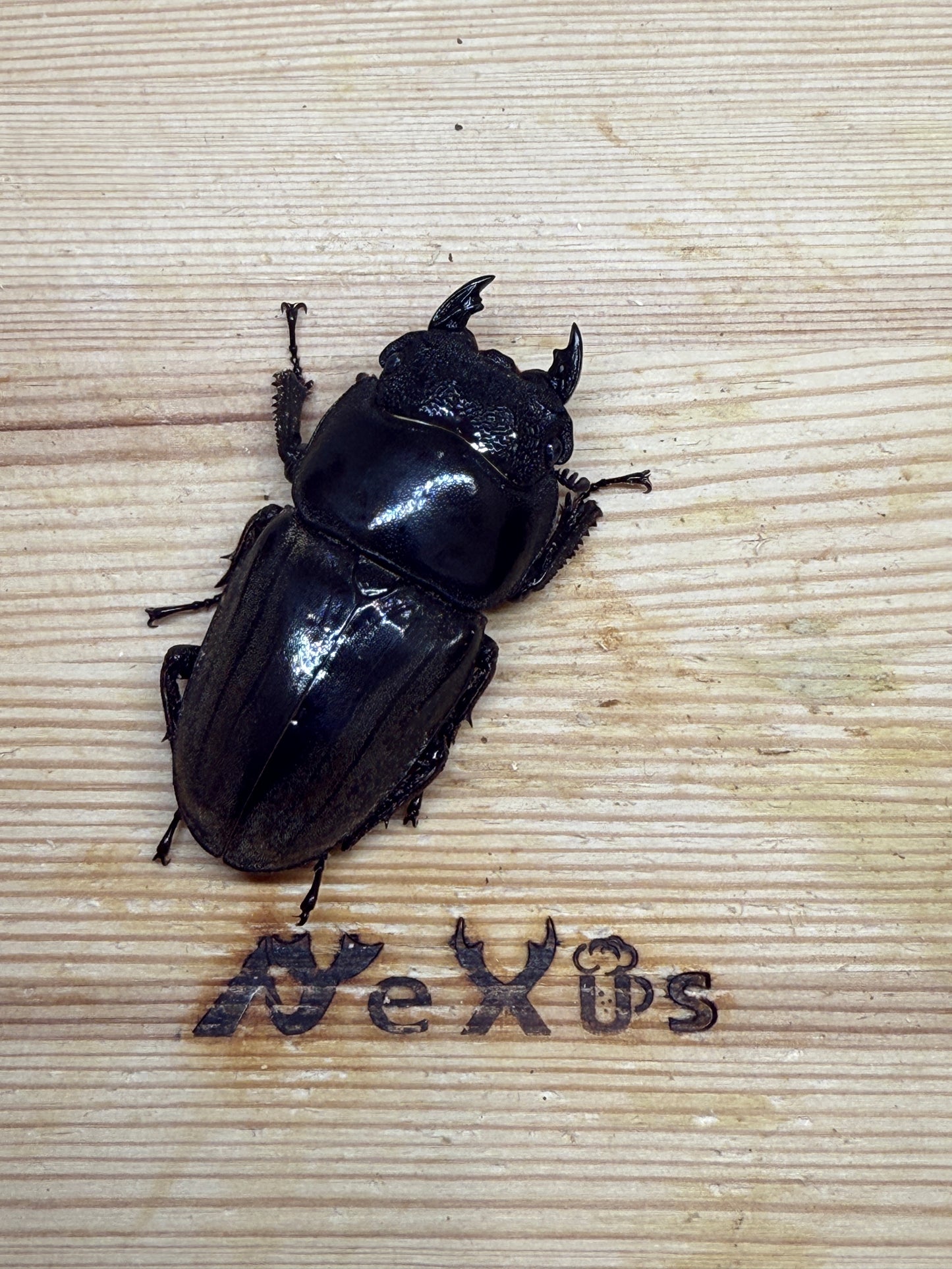 スマトラヒラタクワガタ　♀55mm単品