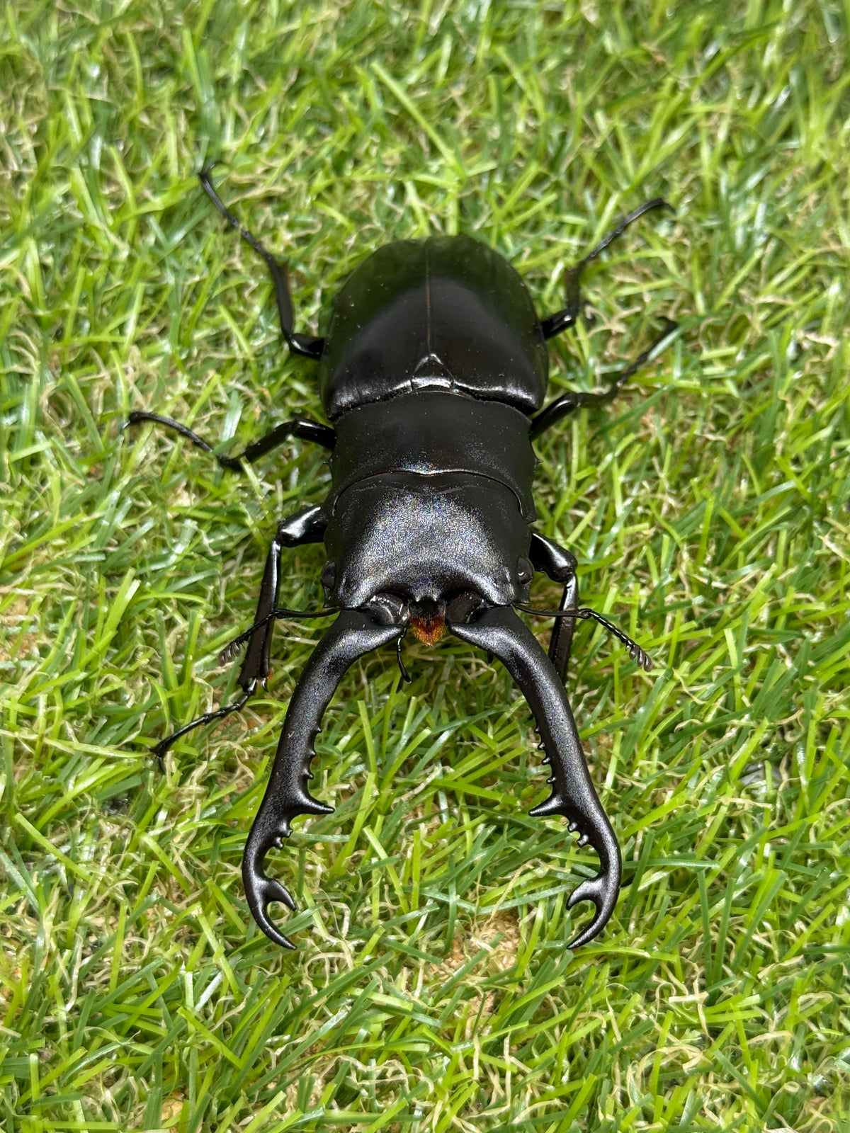 ギラファノコギリクワガタ　ニシカワイ　♂82mm成虫ペア