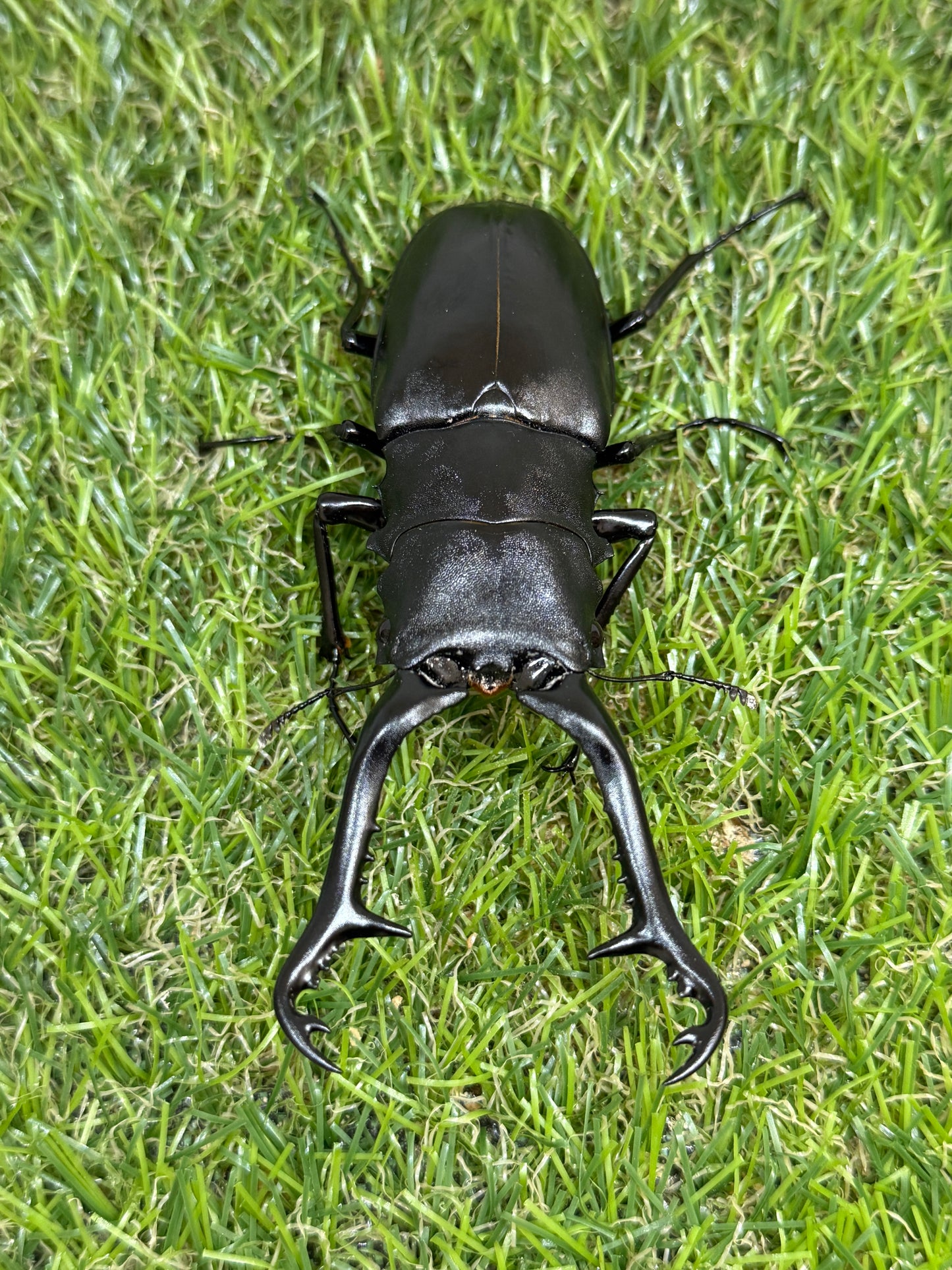 ギラファノコギリクワガタ　ケイスケ　♂100.7mm成虫ペア
