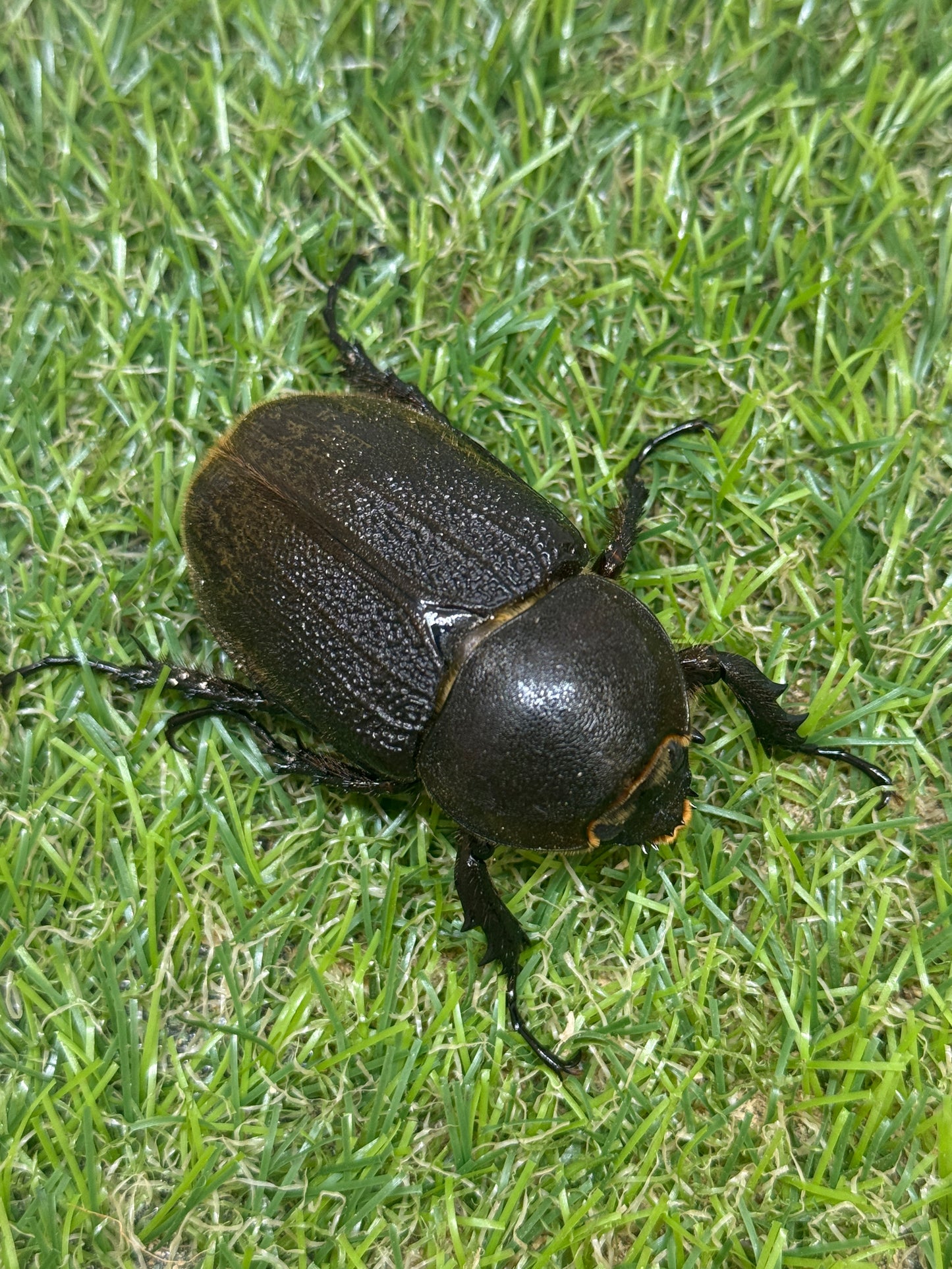 DH・レイディ　♀54mm単品