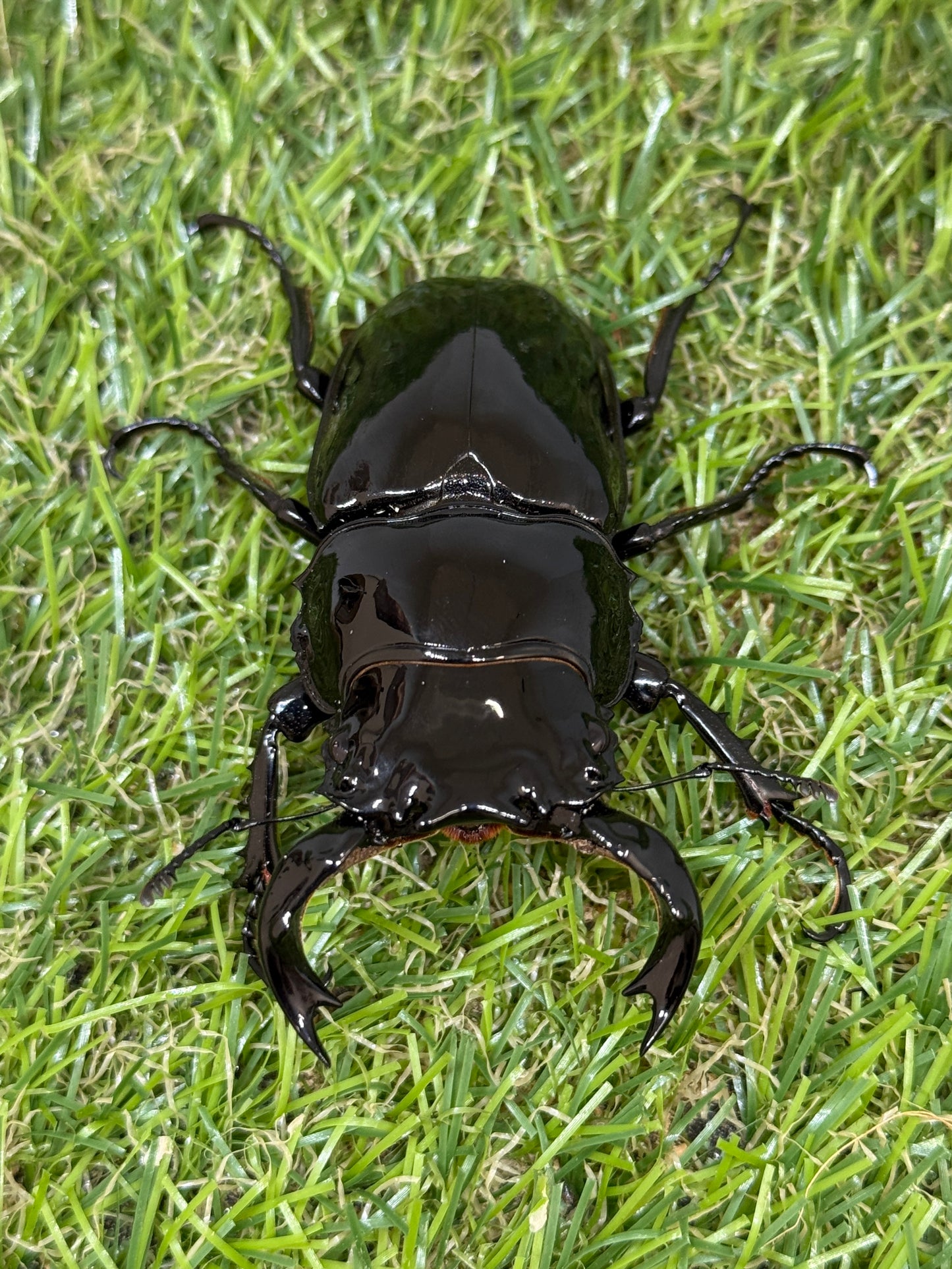 タランドゥスオオツヤクワガタ　♂70mm成虫ペア