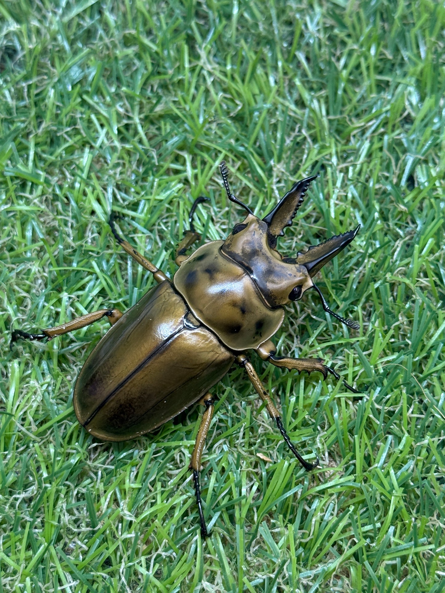 ババオウゴンオニクワガタ　♂56.5mm成虫ペア