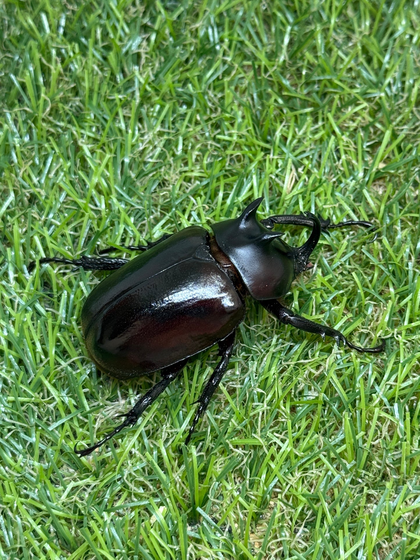 エンドウゴホンヅノカブト　♂49mm成虫ペア