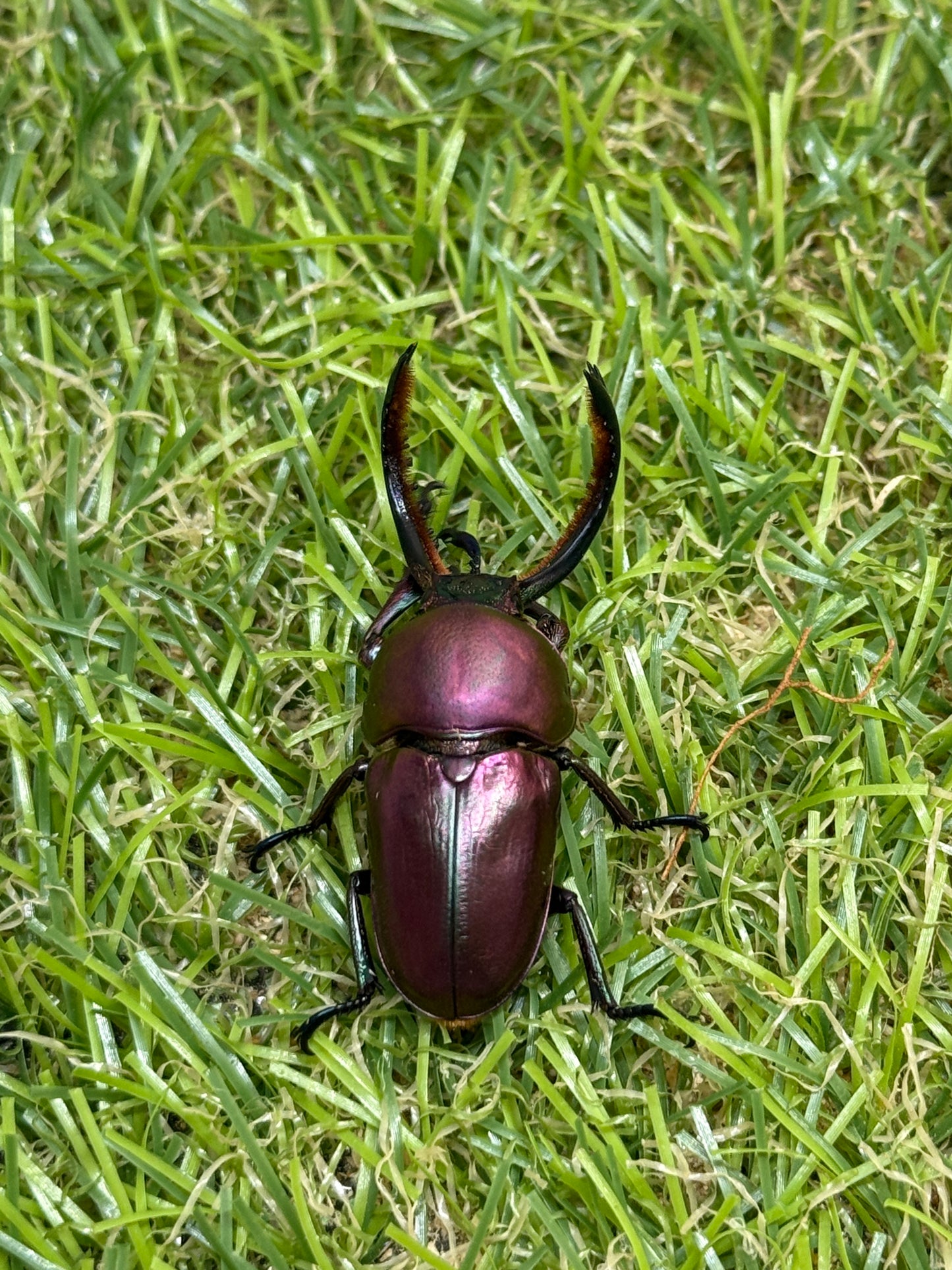 パプアキンイロクワガタ　♂freeサイズ成虫ペア