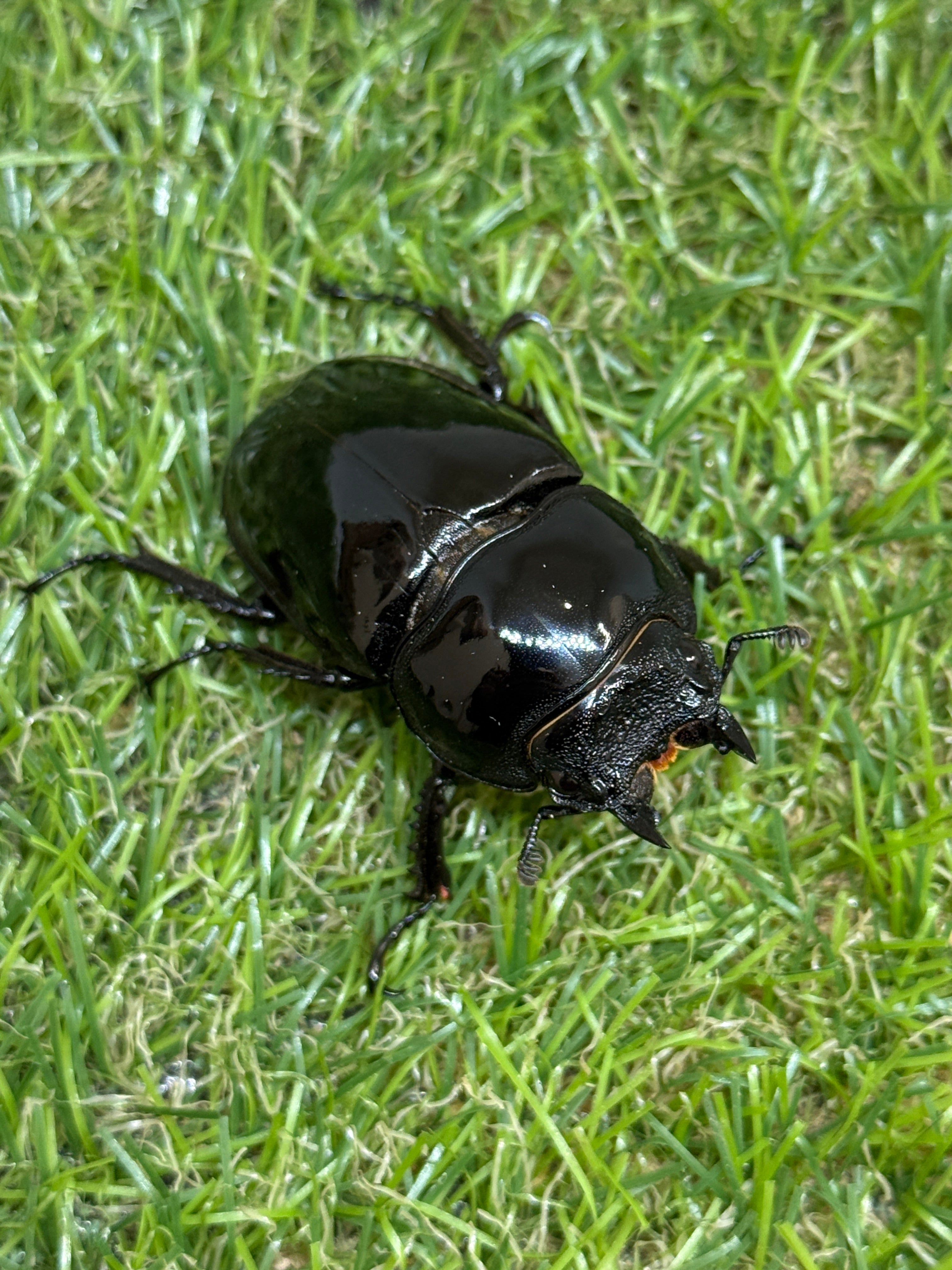 タランドゥスオオツヤクワガタ ♂73mm成虫ペア – 昆虫ショップNexus