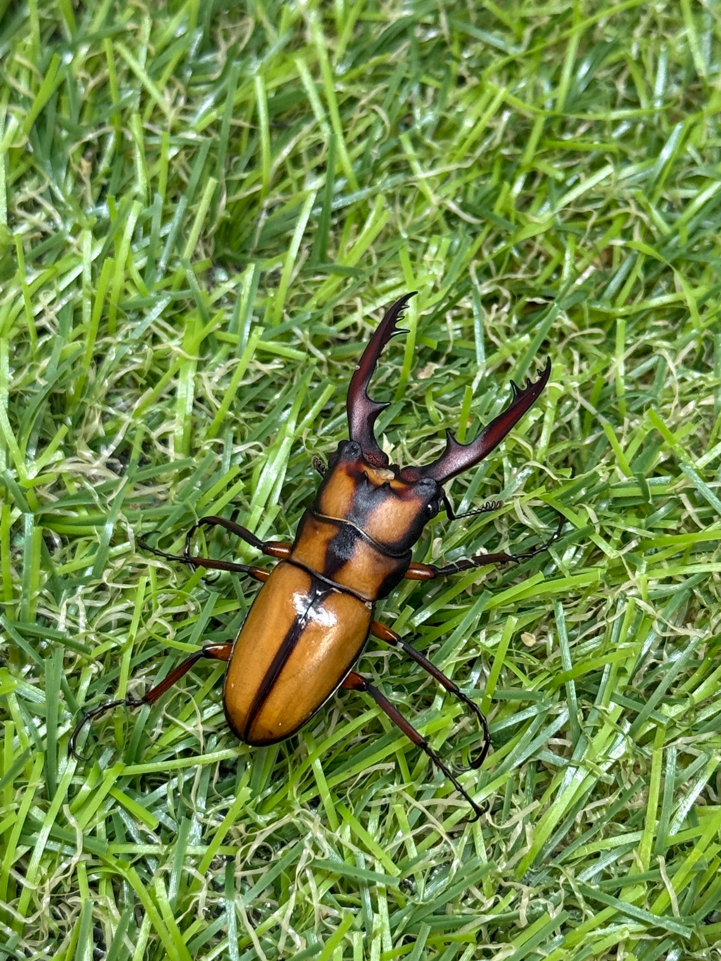 カネギエーテルノコギリクワガタ　♂36mm成虫ペア