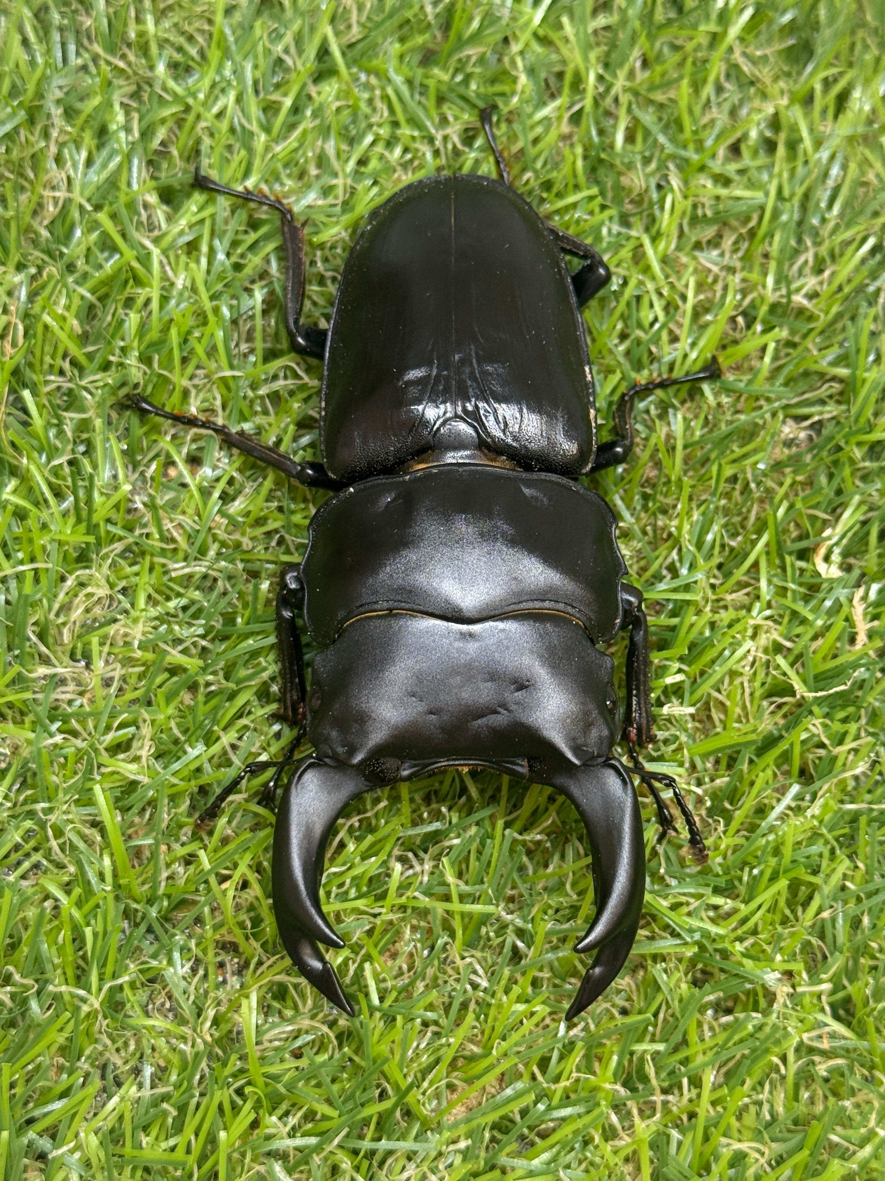 オオクワガタ 奈良輪川西 ♂84.1mm成虫ペア 2026年ブリード個体 – 昆虫