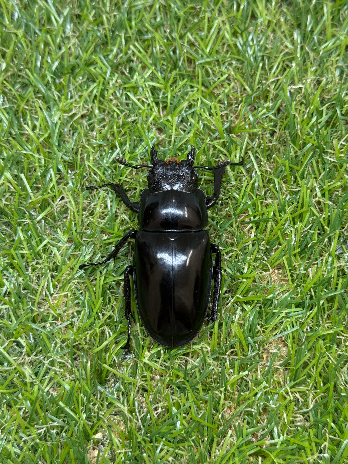 ギラファノコギリクワガタ　ニシカワイ　♂89mm成虫ペア
