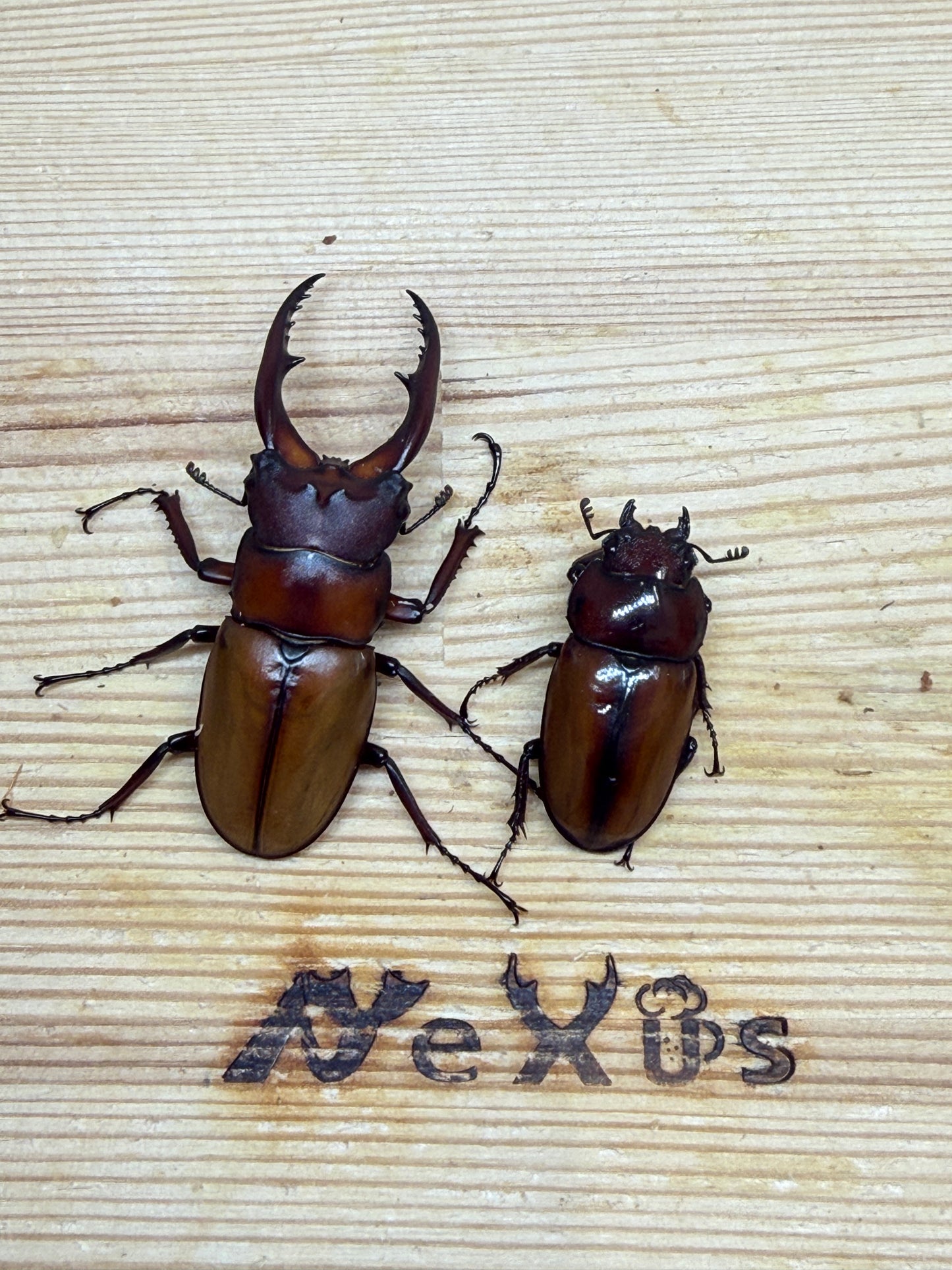 アスタコイデスノコギリクワガタ亜種カルベイ　♂50mm成虫ペア