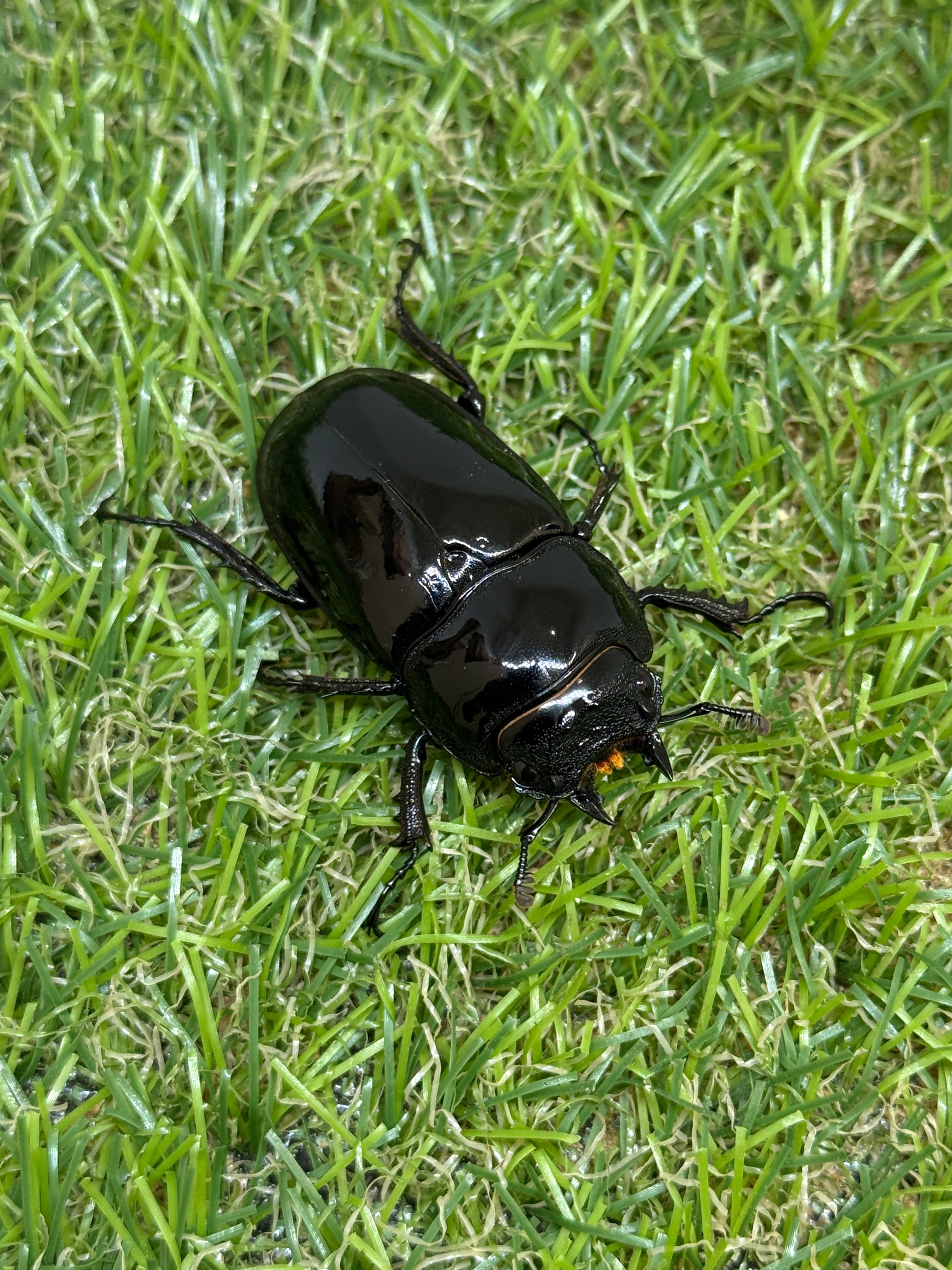 タランドゥス 新成虫ペア ♂68.2ミリ ♀50.0ミリ タランドゥス 【公式