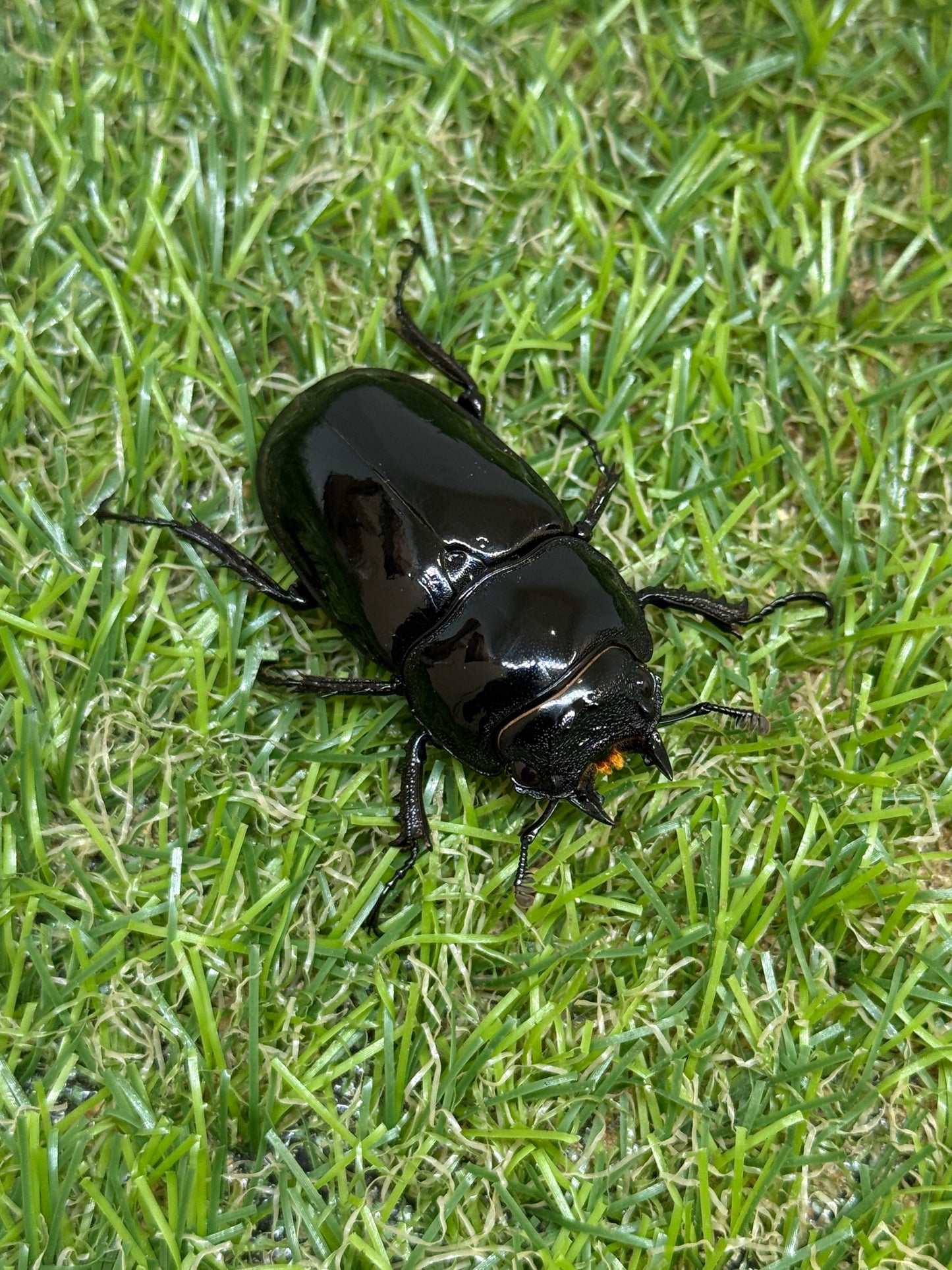 タランドゥスオオツヤクワガタ　♂56mm成虫ペア