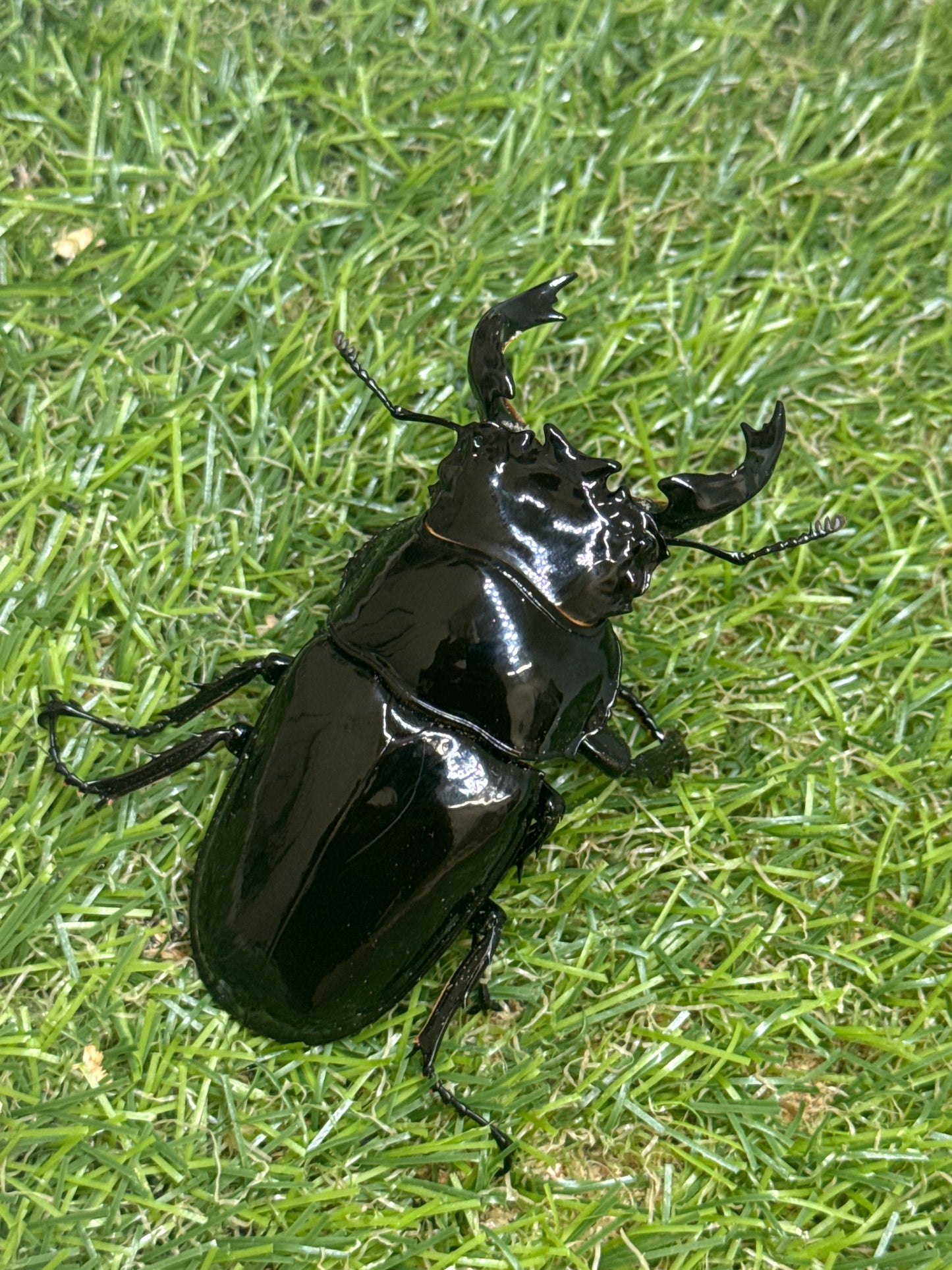 タランドゥスオオツヤクワガタ　♂75mm単品