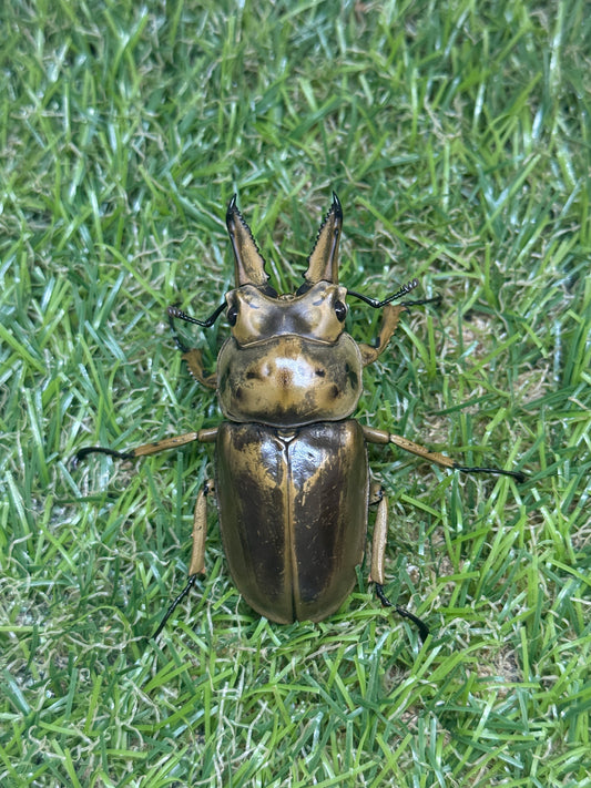 モセリオウゴンオニクワガタ　♂55mm単品