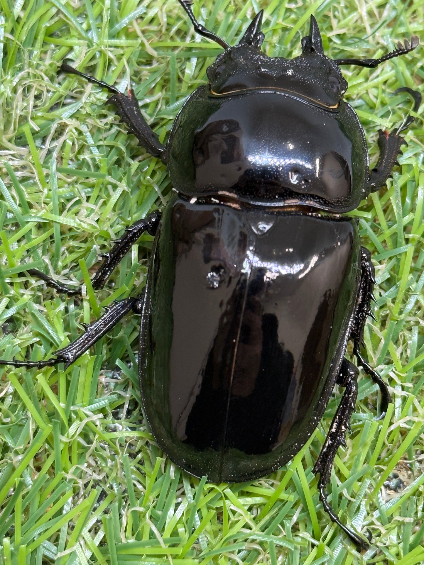 タランドゥスオオツヤクワガタ　♂74mm成虫ペア
