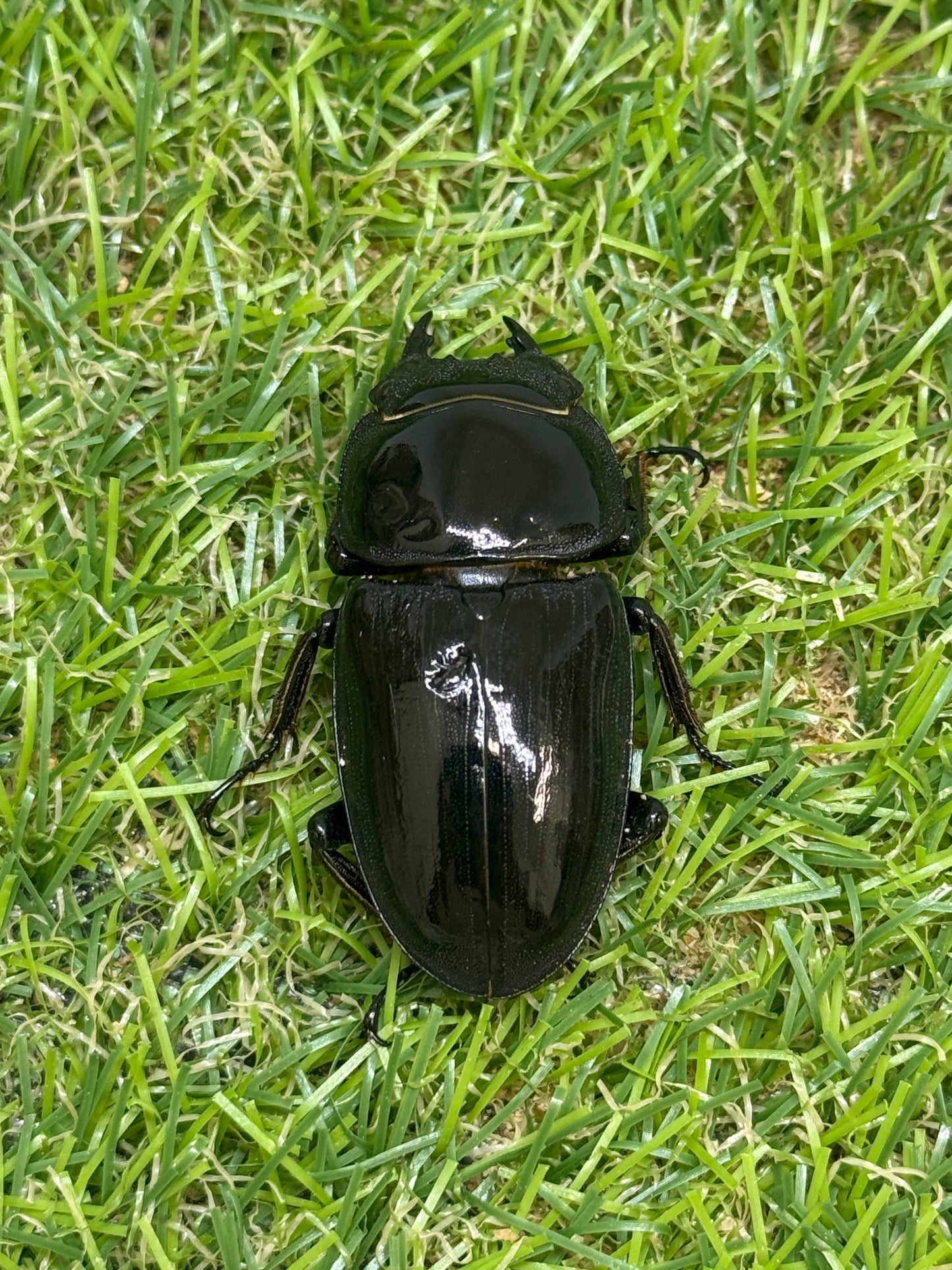 グランディスオオクワガタ　♀47.8mm単品
