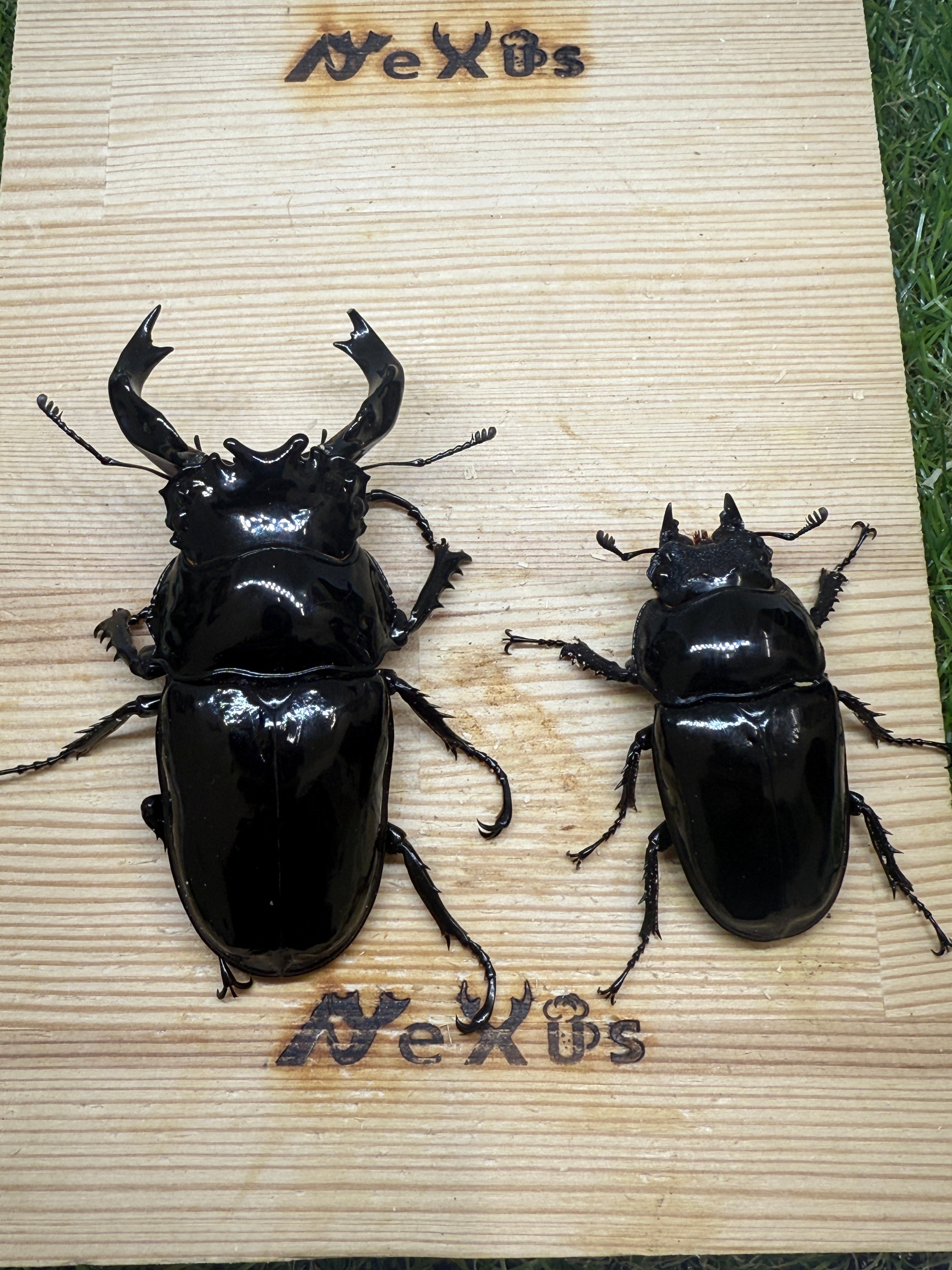 タランドゥス　ペア タランドゥスオオツヤクワガタ ♂84.3mm成虫ペア – 昆虫ショップNexus