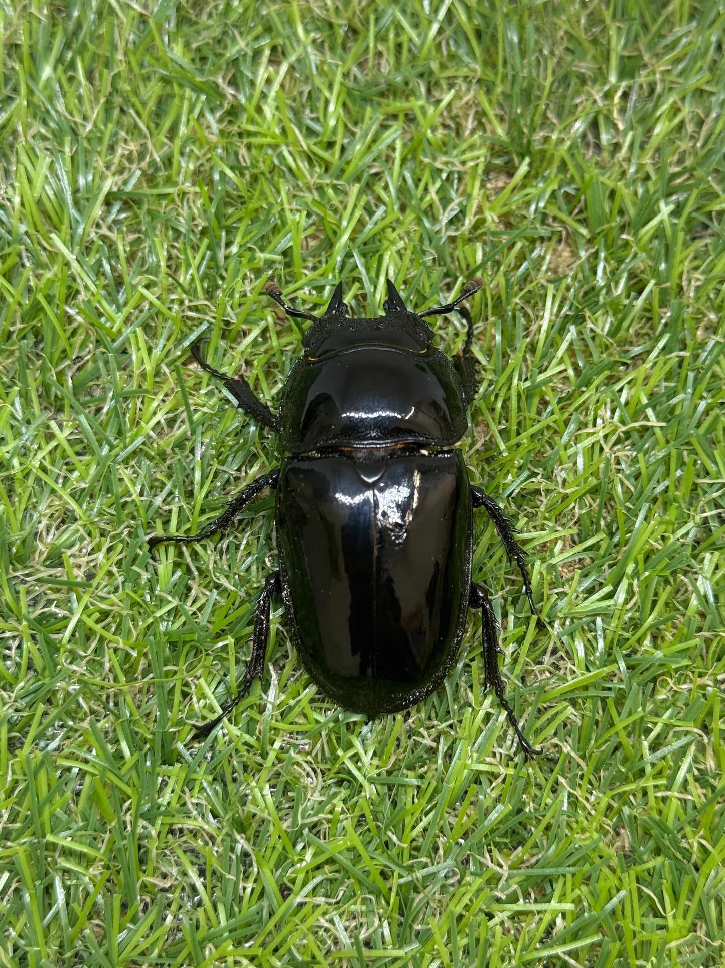 タランドゥスオオツヤクワガタ　♂78mm成虫ペア