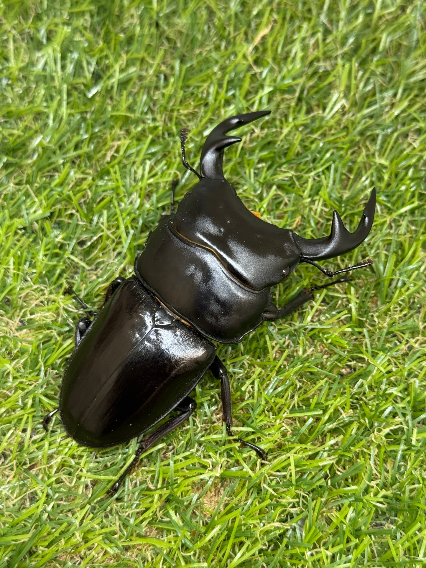 グランディスオオクワガタ　♂85.2mm成虫ペア