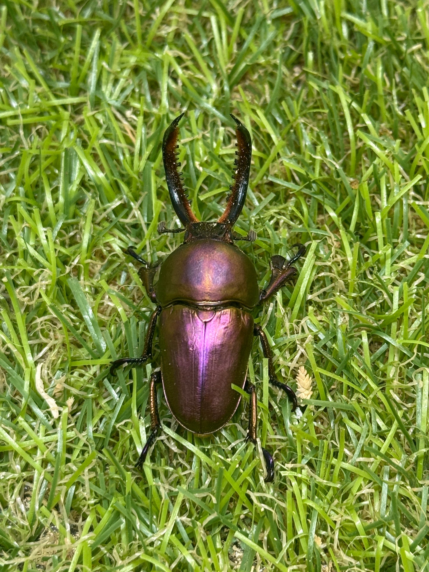 パプアキンイロクワガタ　♂39mm成虫ペア