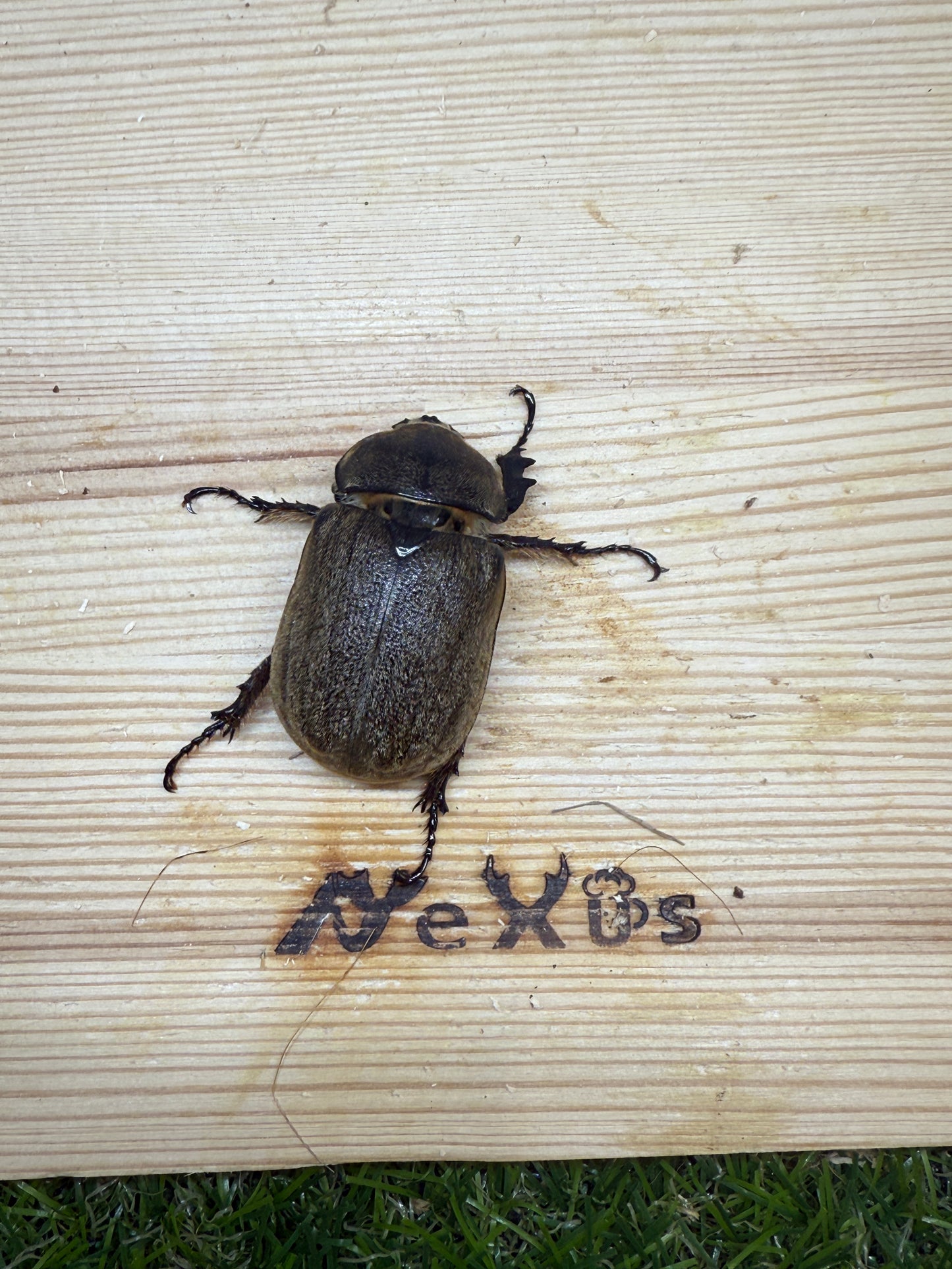 ヨルゲンセンヒメゾウカブト　♀freeサイズ単品