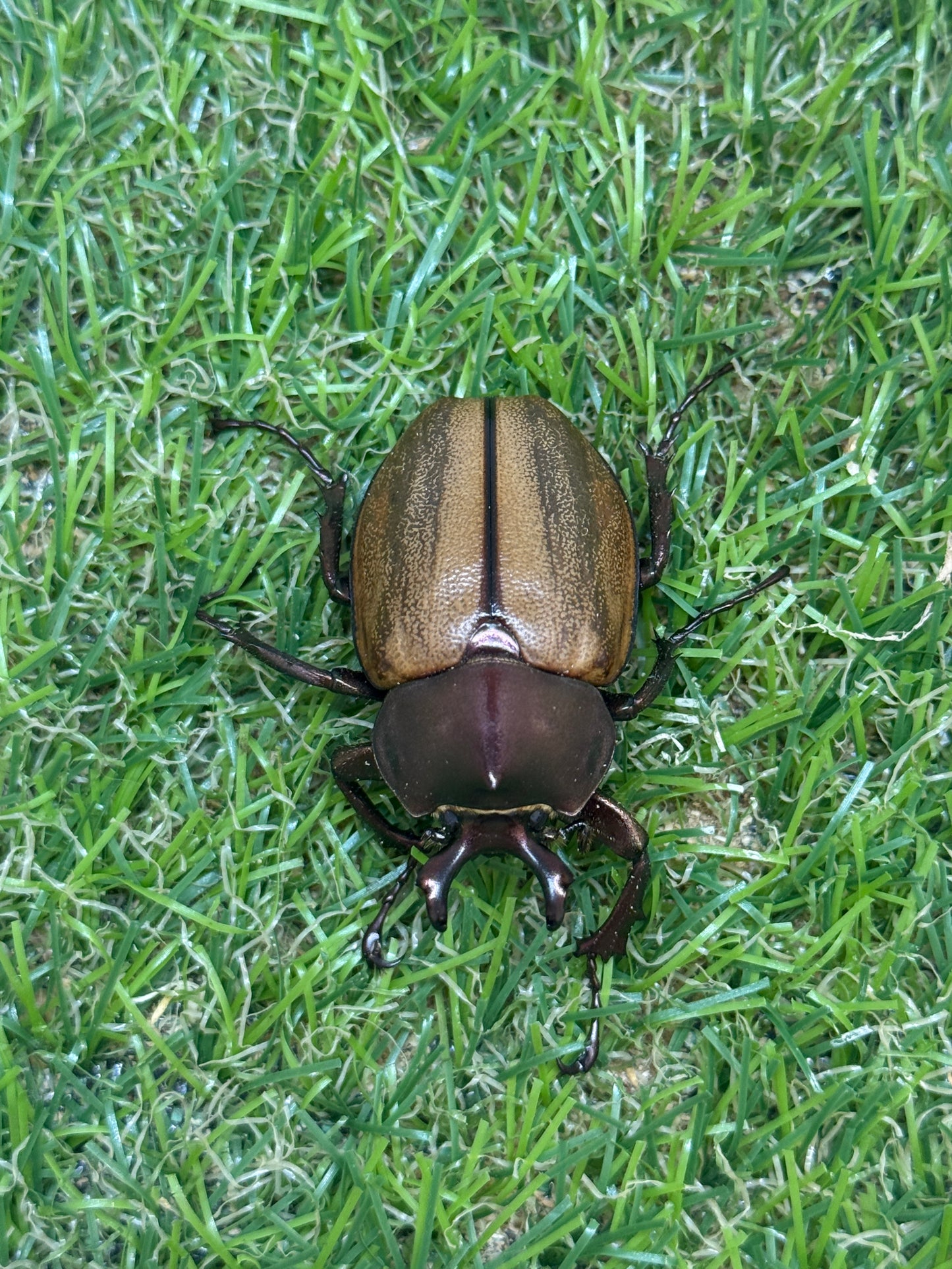 マルガリータヒナカブト　♂freeサイズ成虫ペア