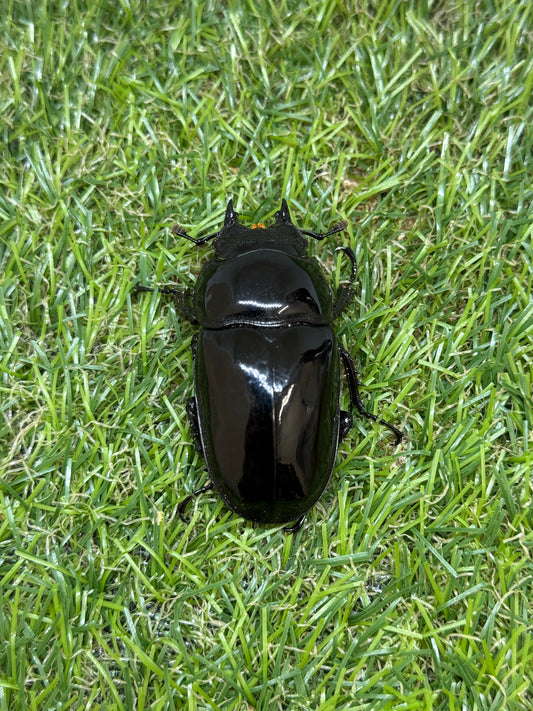 タランドゥスオオツヤクワガタ　♀53.3mm単品