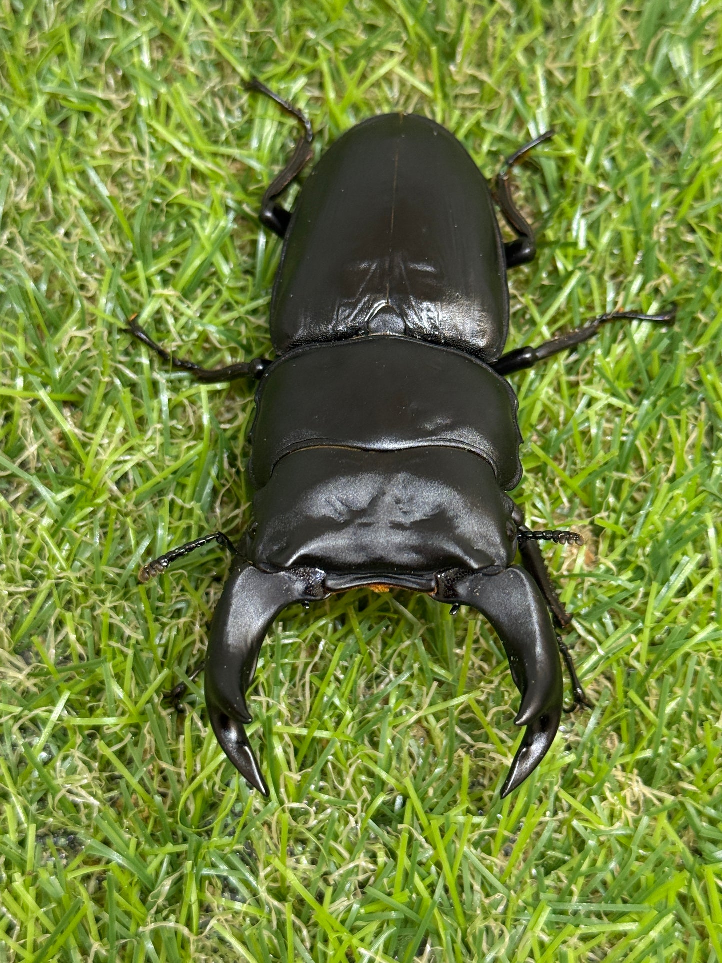 オオクワガタ　阿古谷　♂78mm成虫ペア