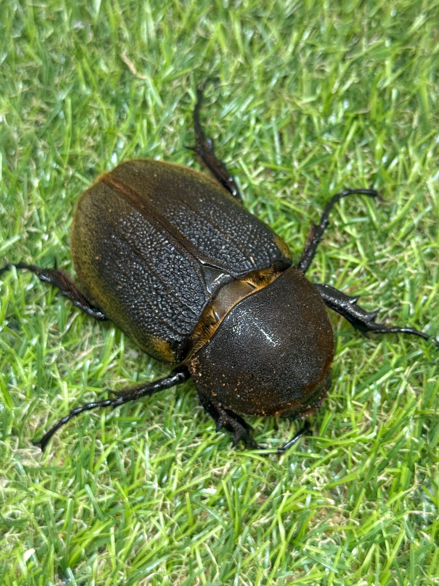 DH･ヘラクレス　♂154mm成虫ペア