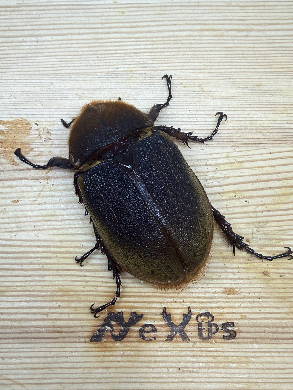 DH・ヘラクレス(大型血統)　♀66.4mm単品