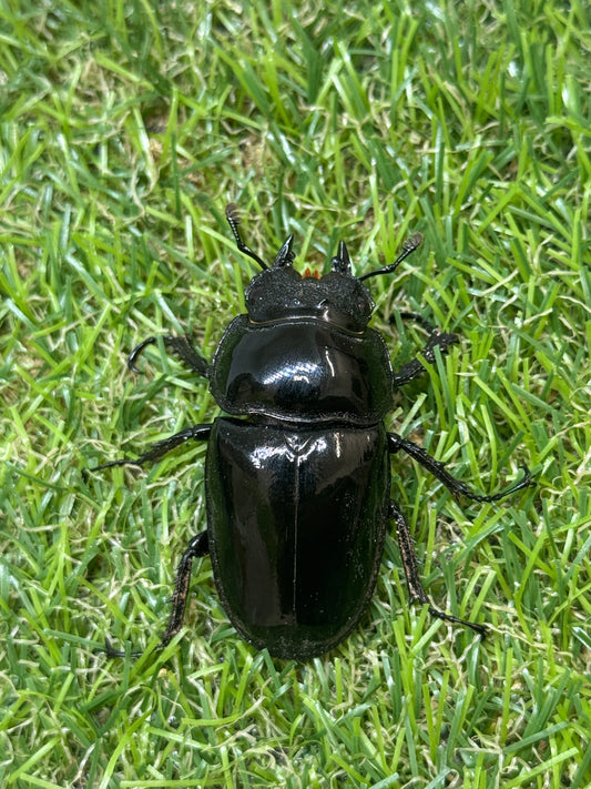 タランドゥスオオツヤクワガタ　♀46.9mm単品