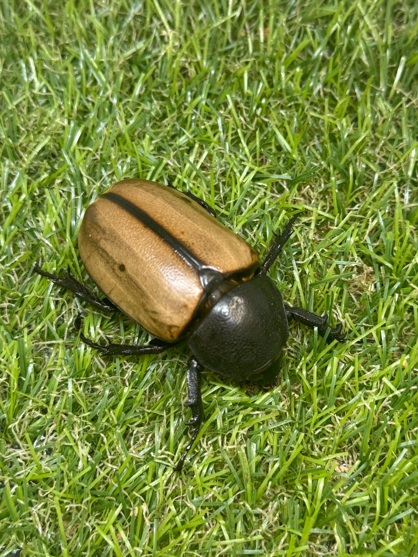 ゴホンヅノカブトWD　♂81mm成虫ペア
